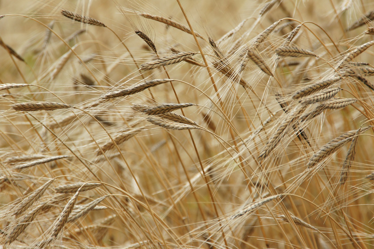 wheat