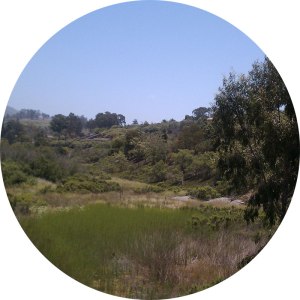 california