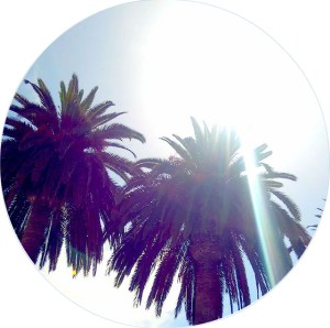 Califonia Palm Trees
