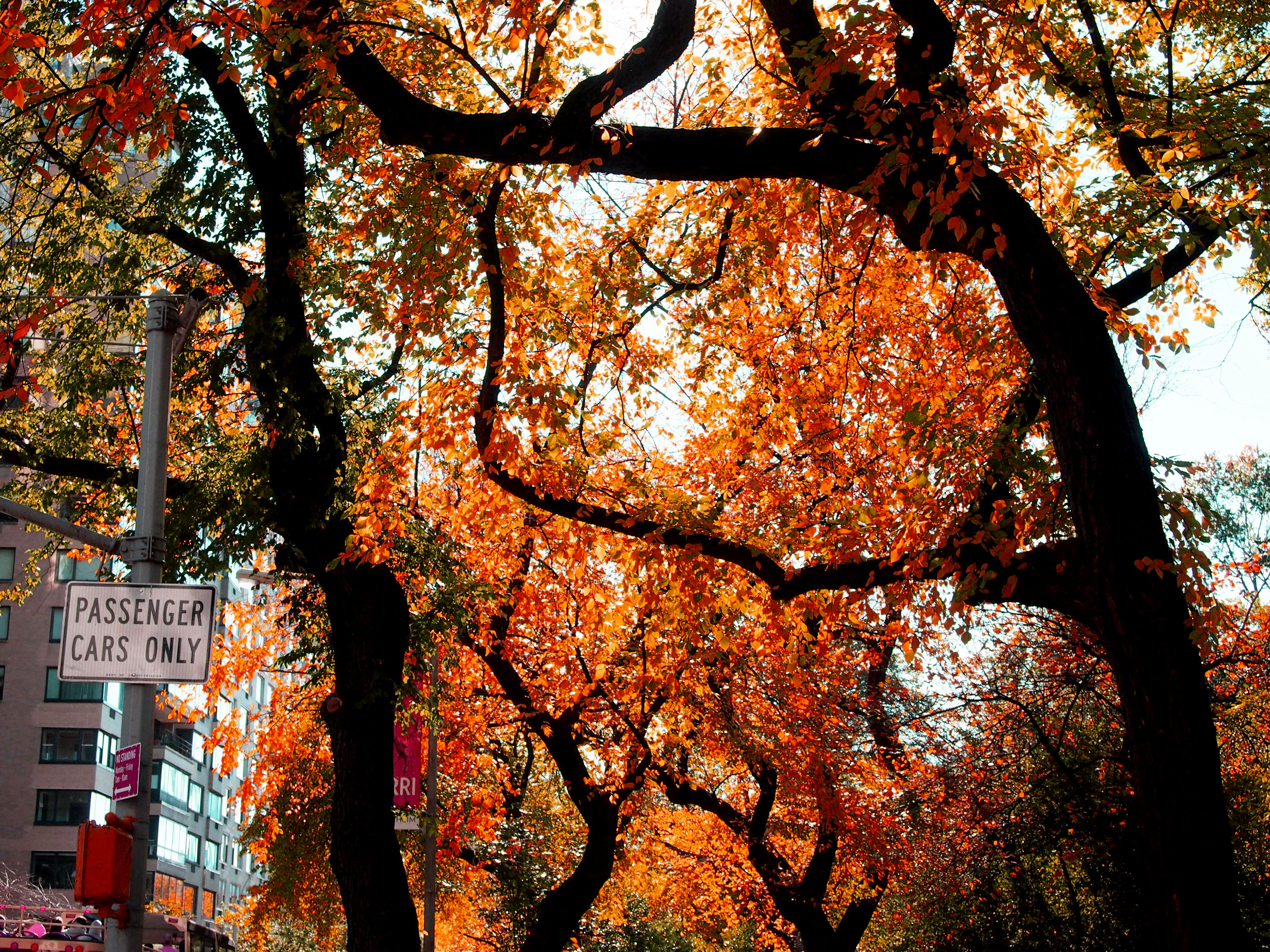 Fall Tree, Red Leaves, New York City