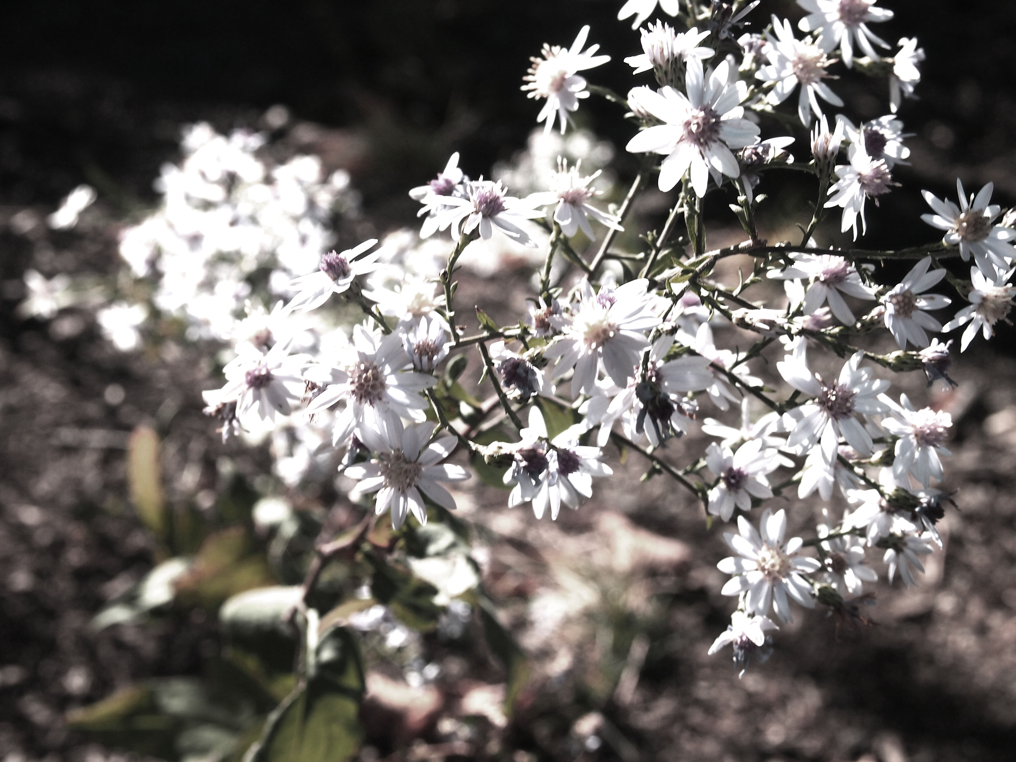 Central Park, Flowers