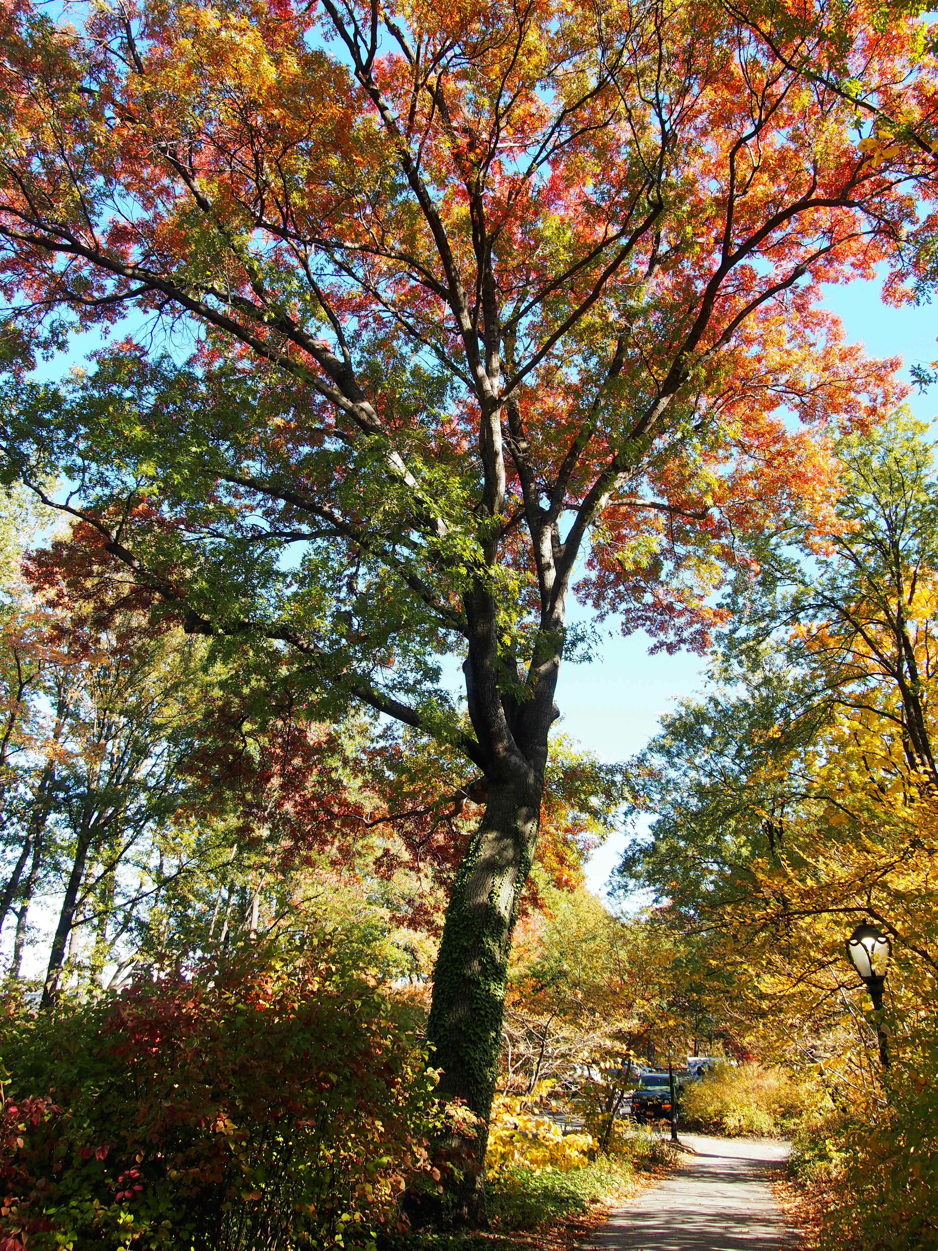 Fall Tree at its Finest in Central Park