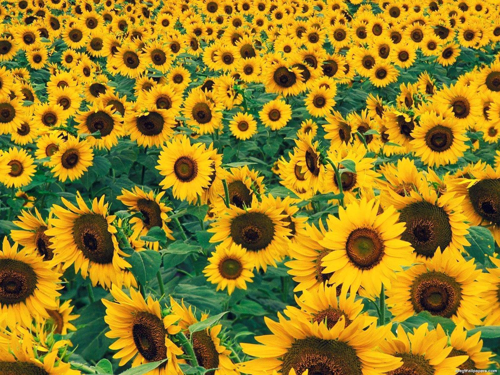field of sunflowers