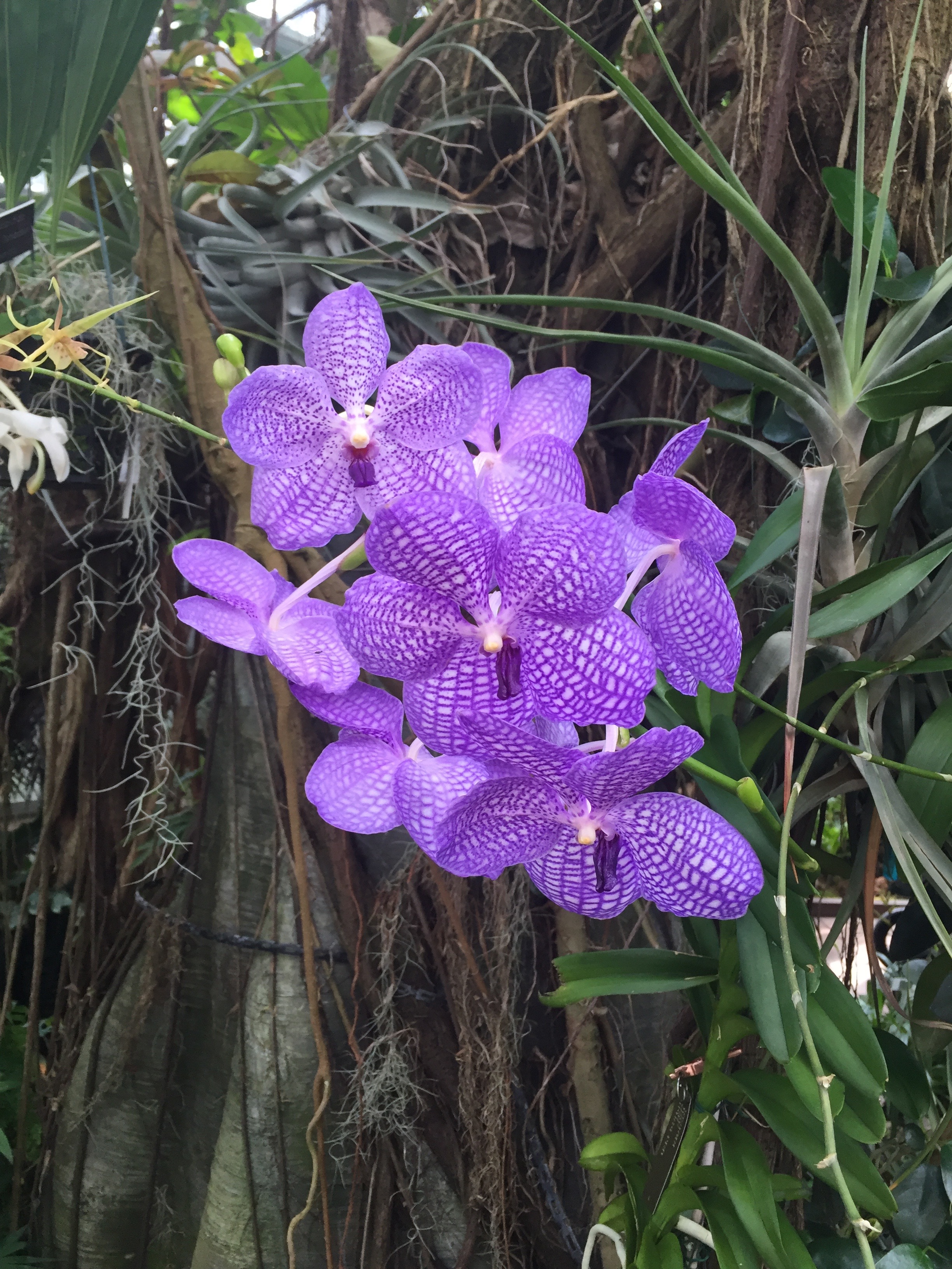 botanical garden flower