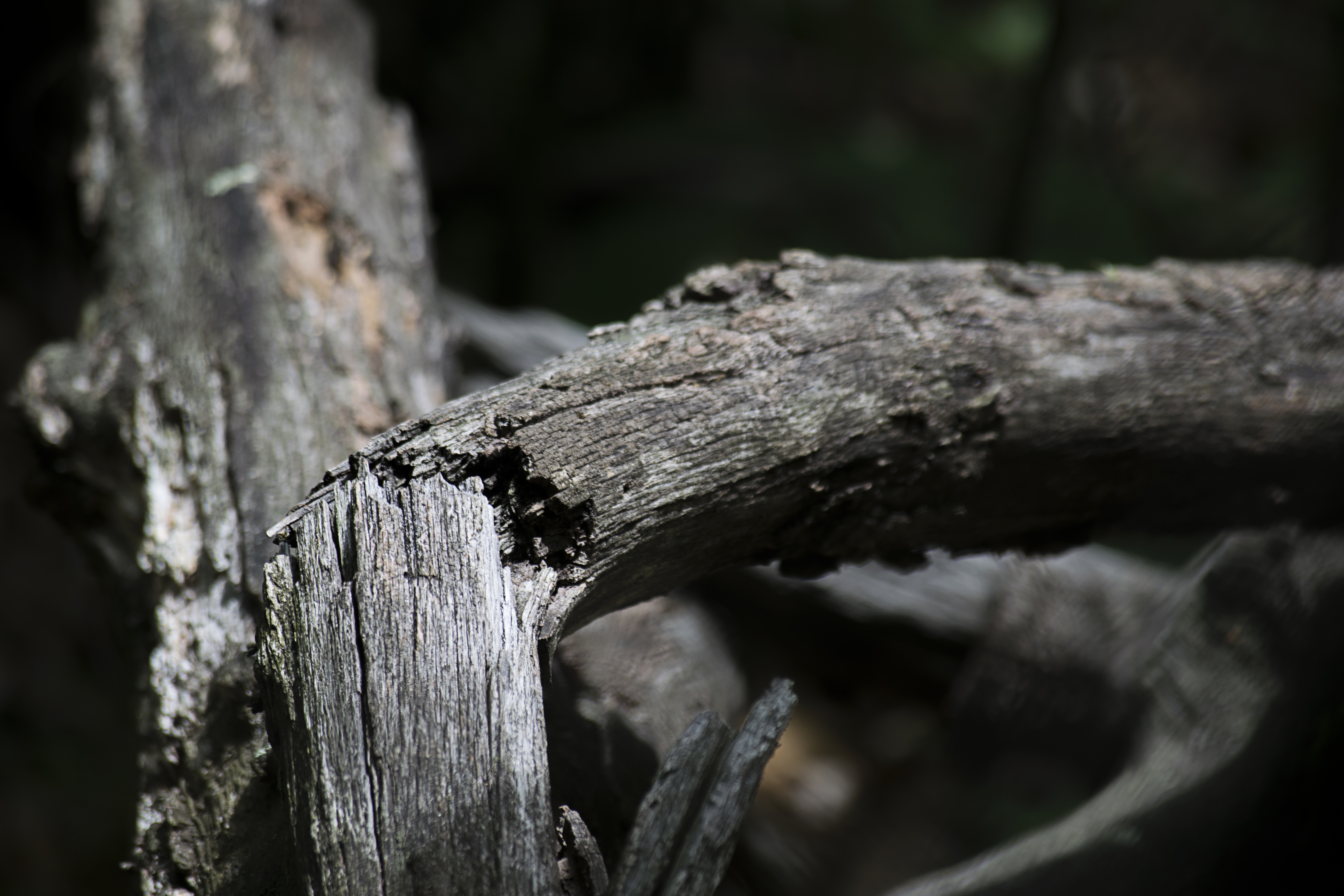_DSC0217