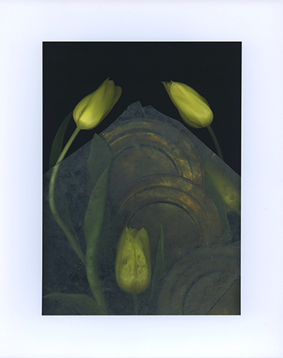 Tulip Study