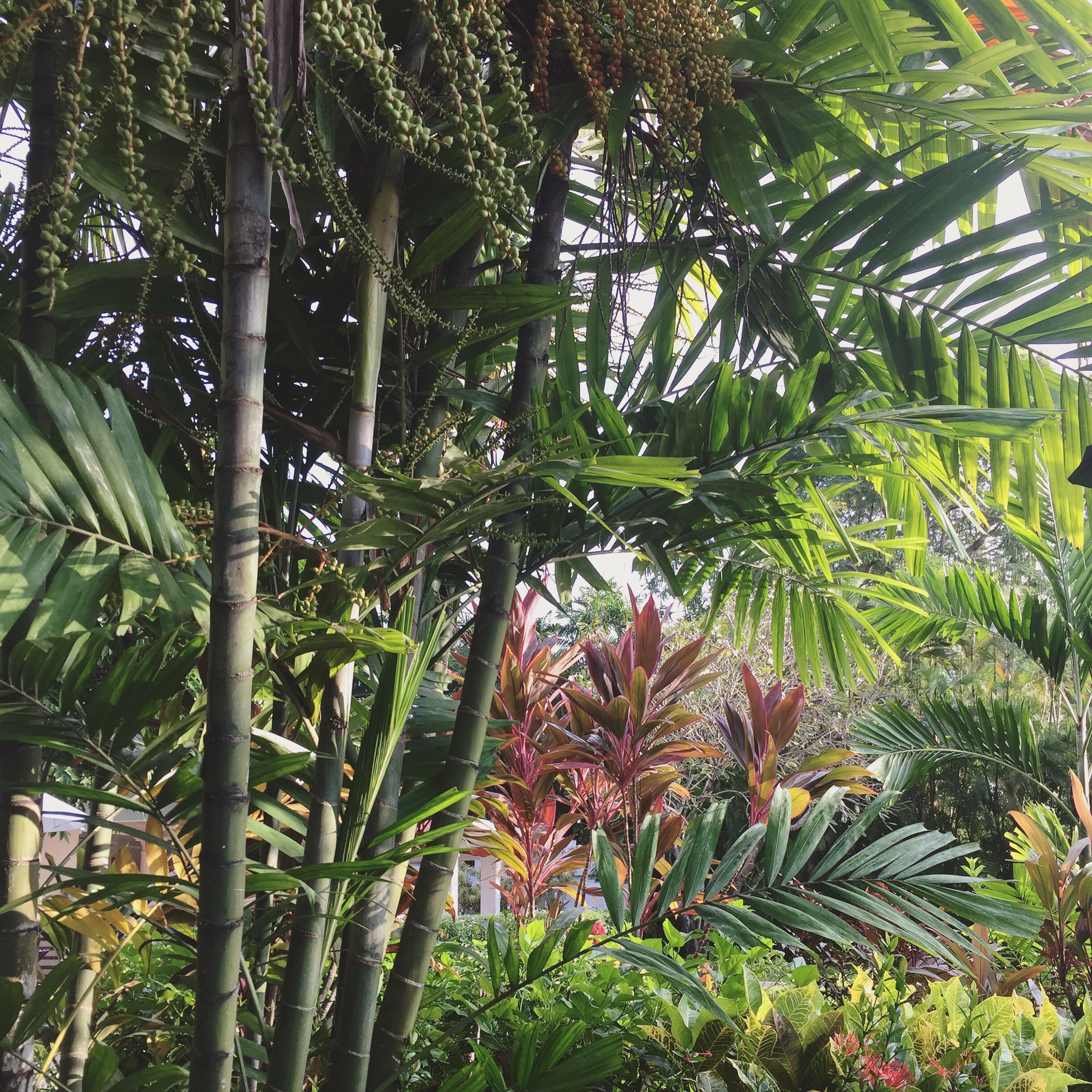 Palms, Trees, and Big Leafs
