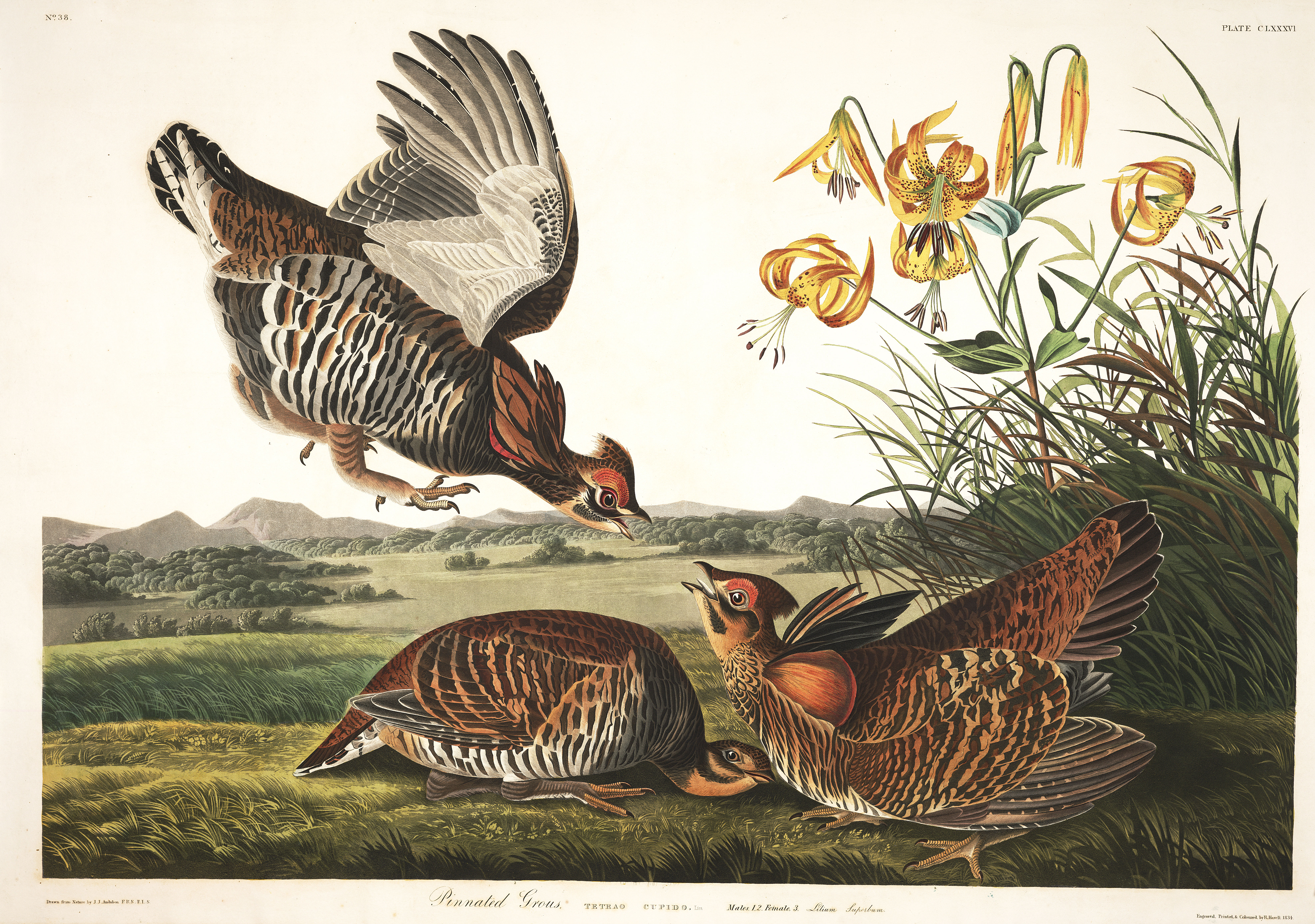 1-j-j-audubon-pinnated-grous