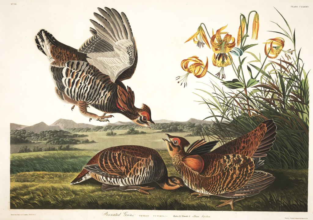 1-j-j-audubon-pinnated-grous