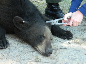 4-student-tagging-bear-green-piece-field-trip