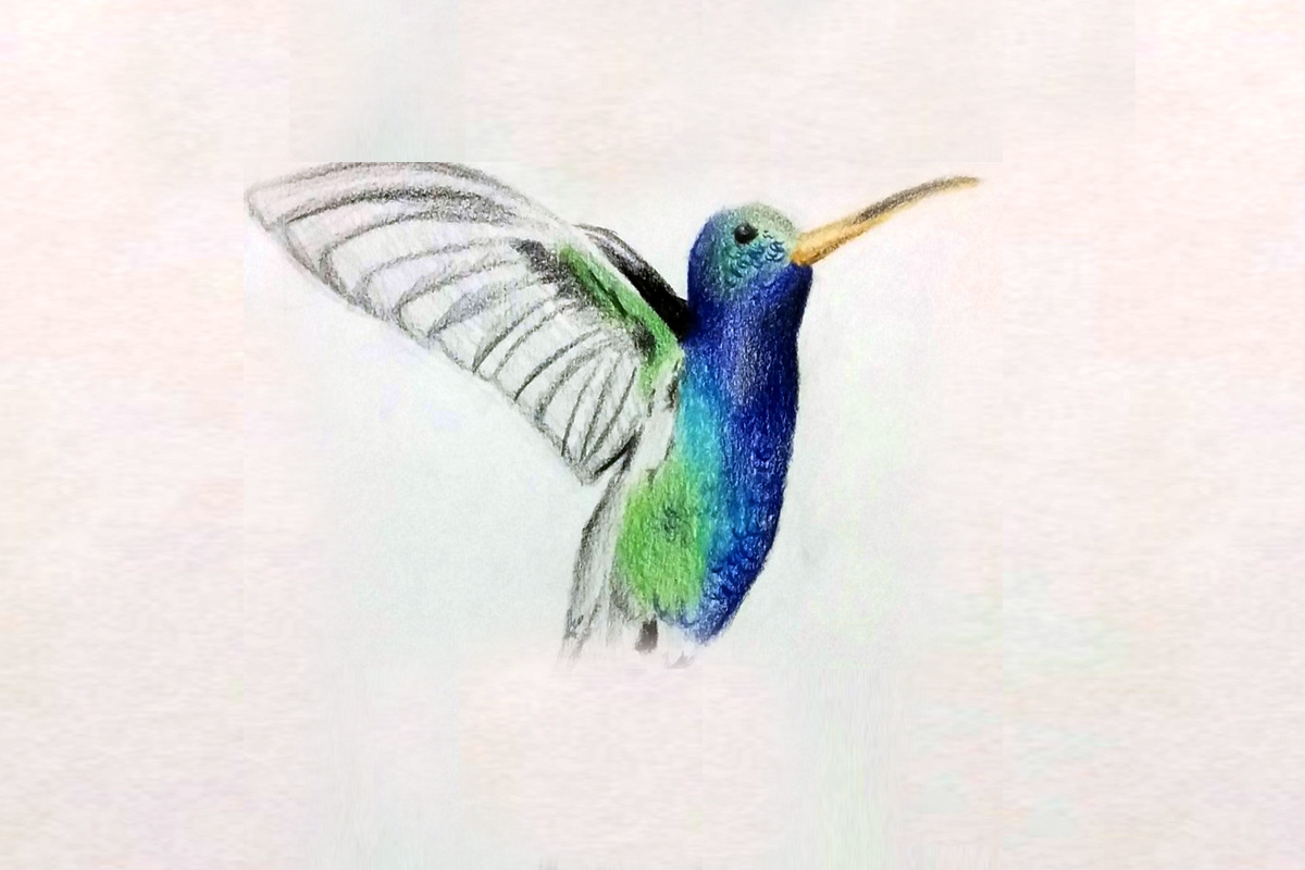 hummingbird