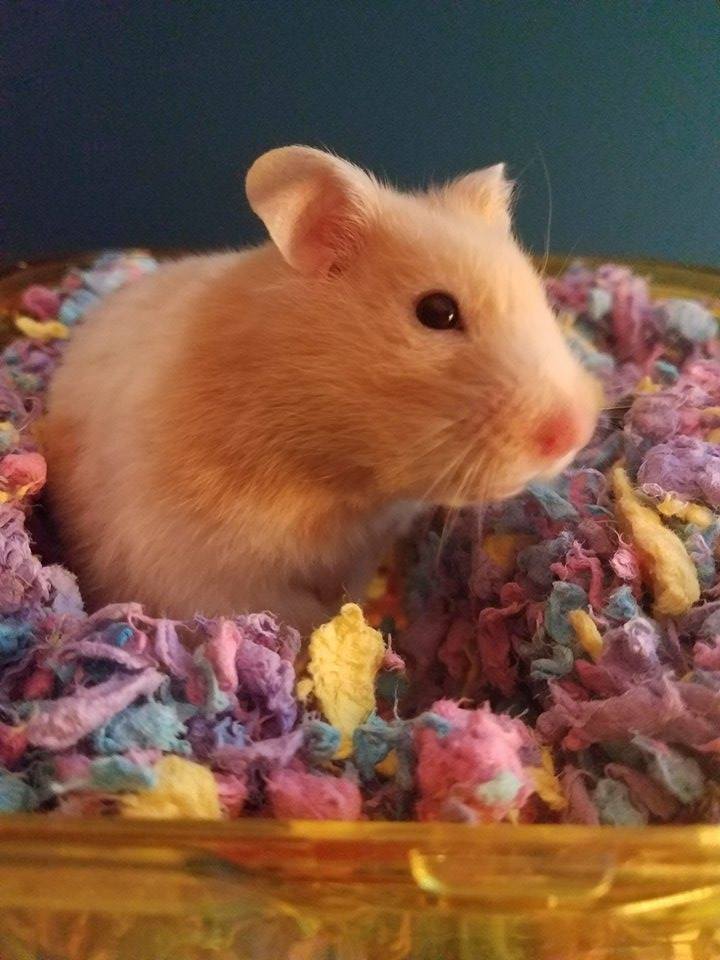 hamster