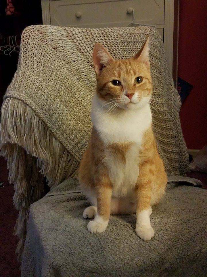 orange cat