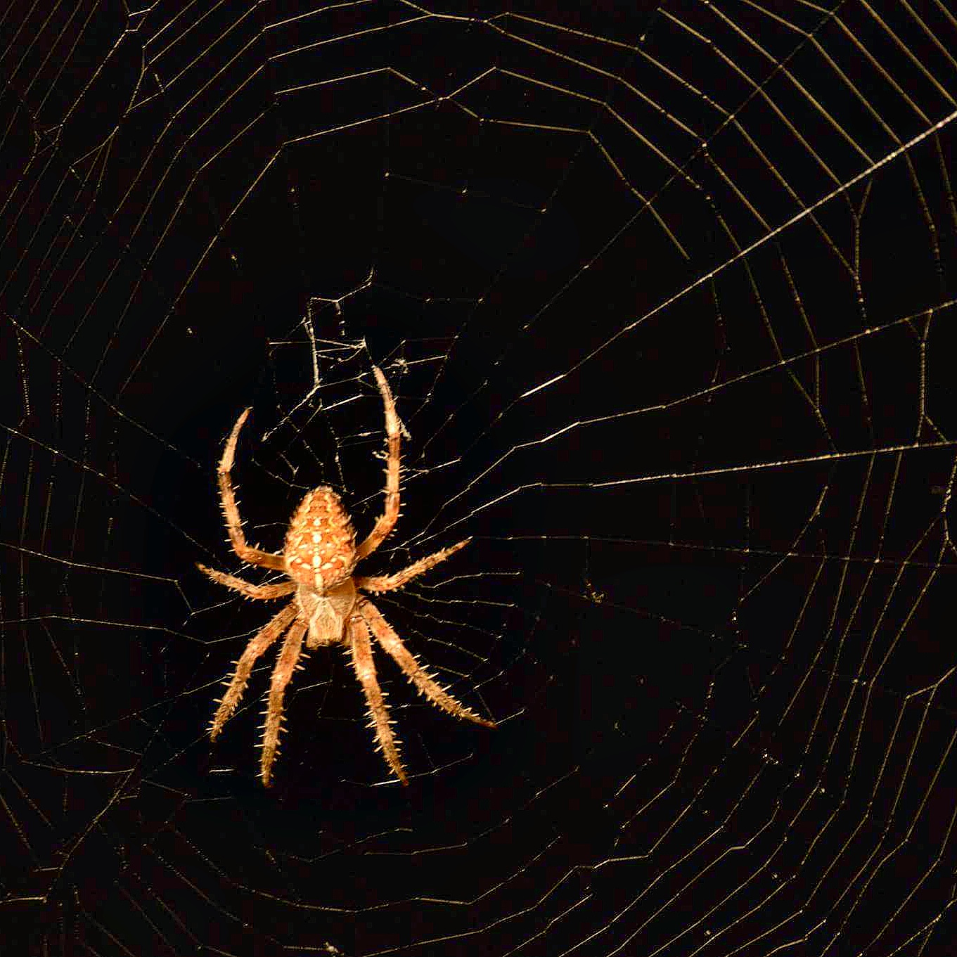 Photograph. Orange spider surrounded by it's web