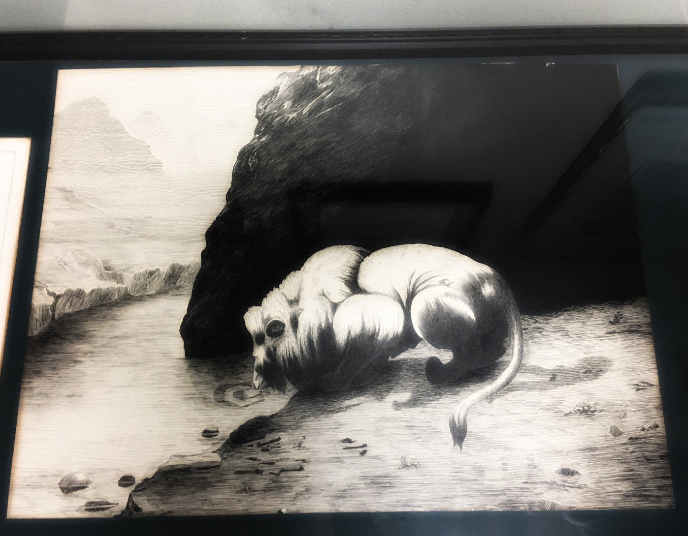 print of a bull drinking water