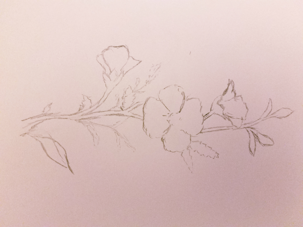 flower sketch