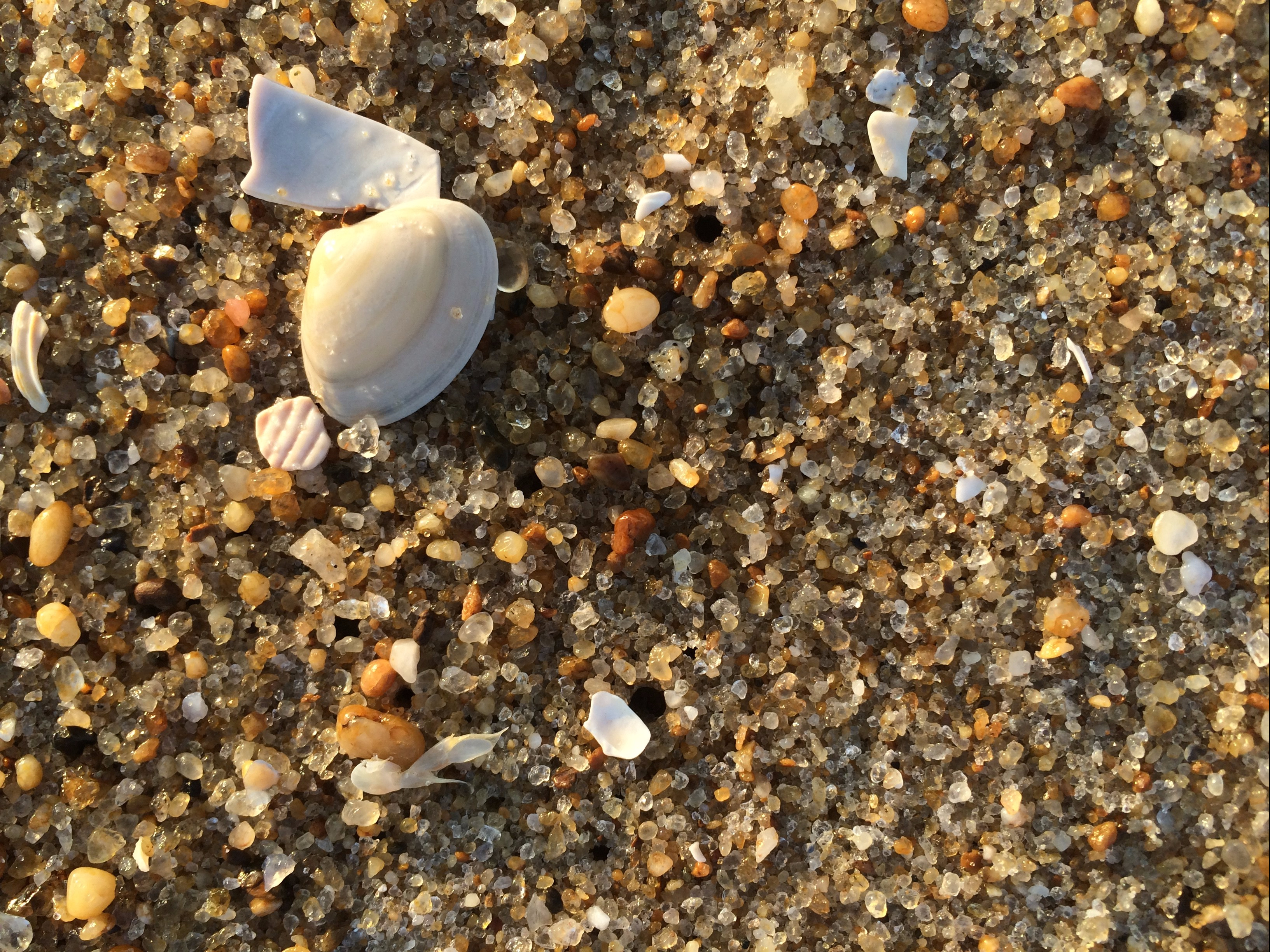close up picture of sand particles at the beach