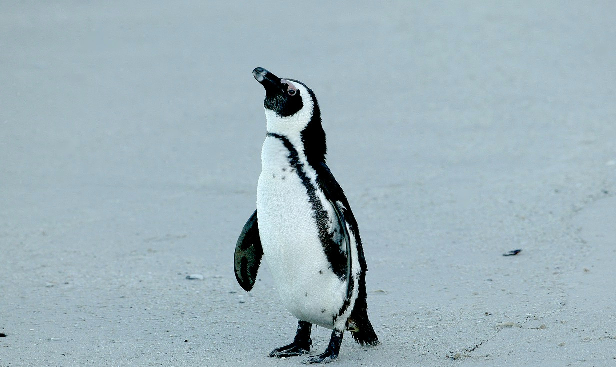 African Penguin