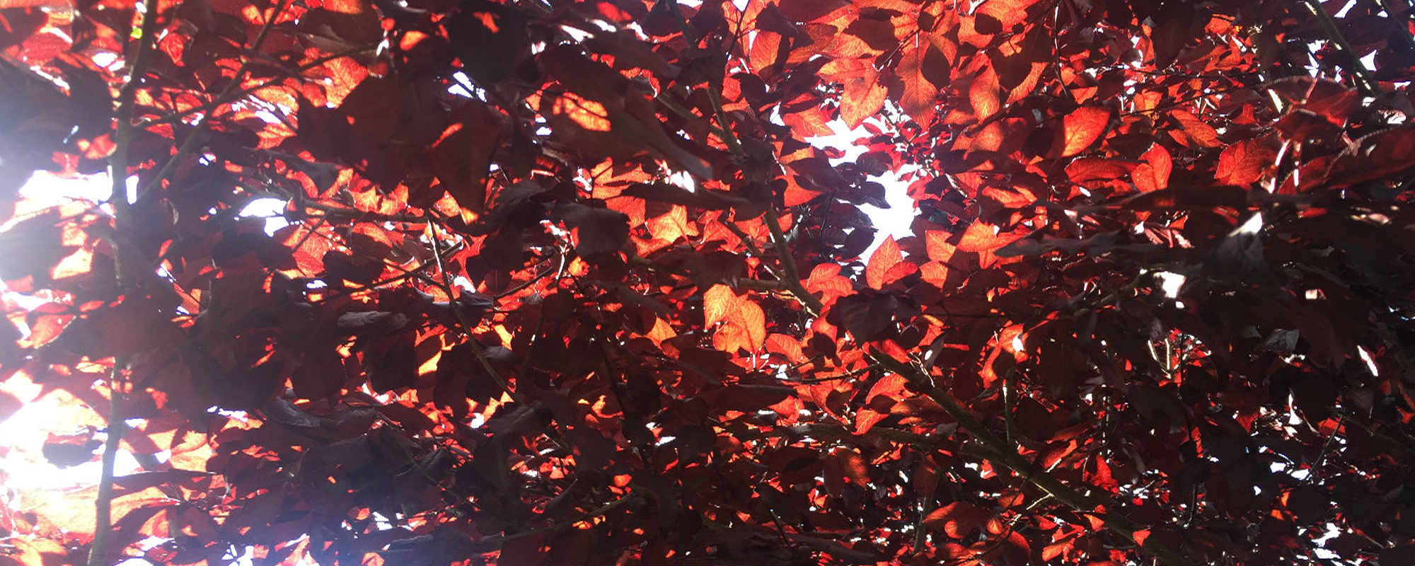 Light through the leaves