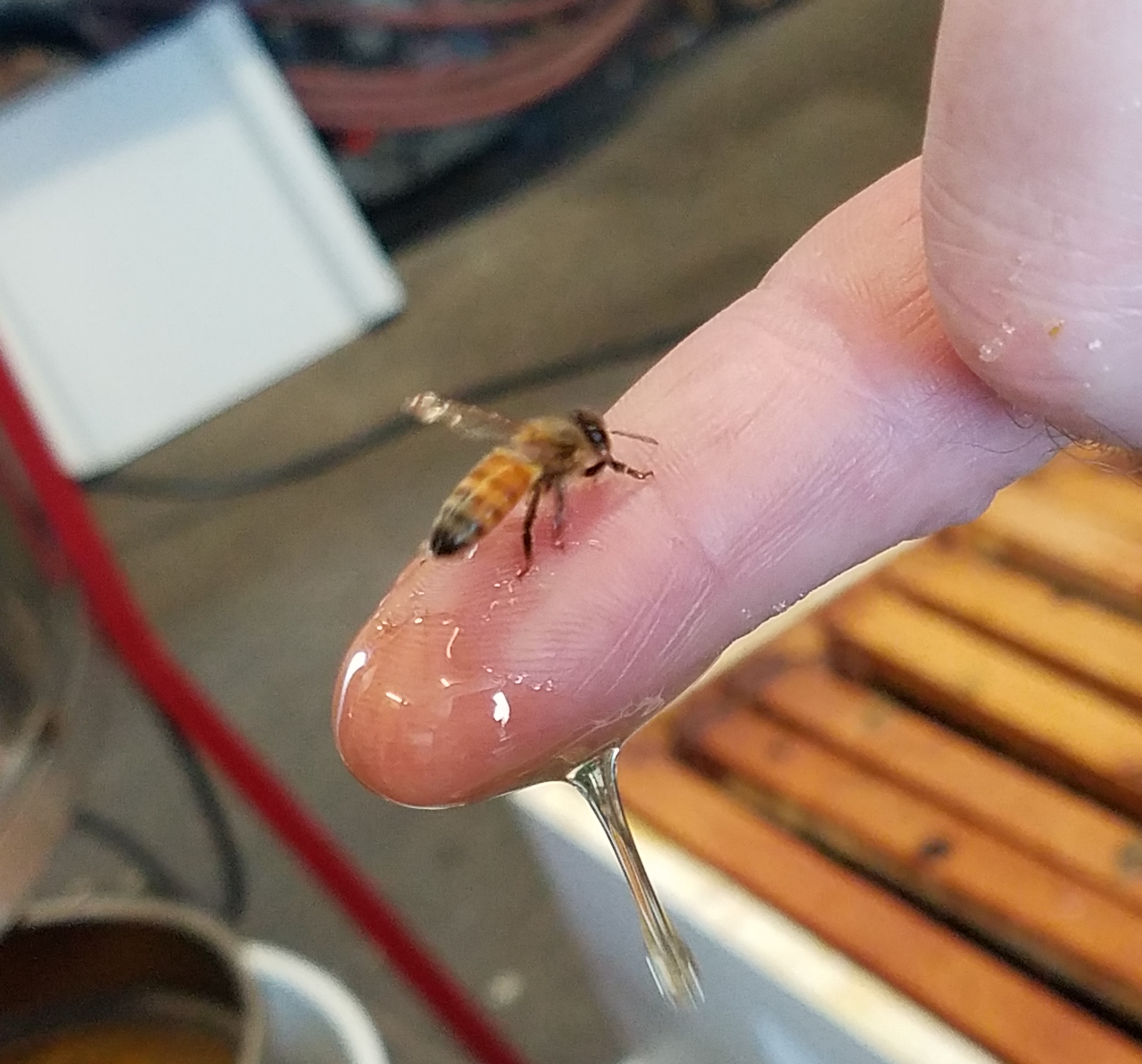 Bee on finger