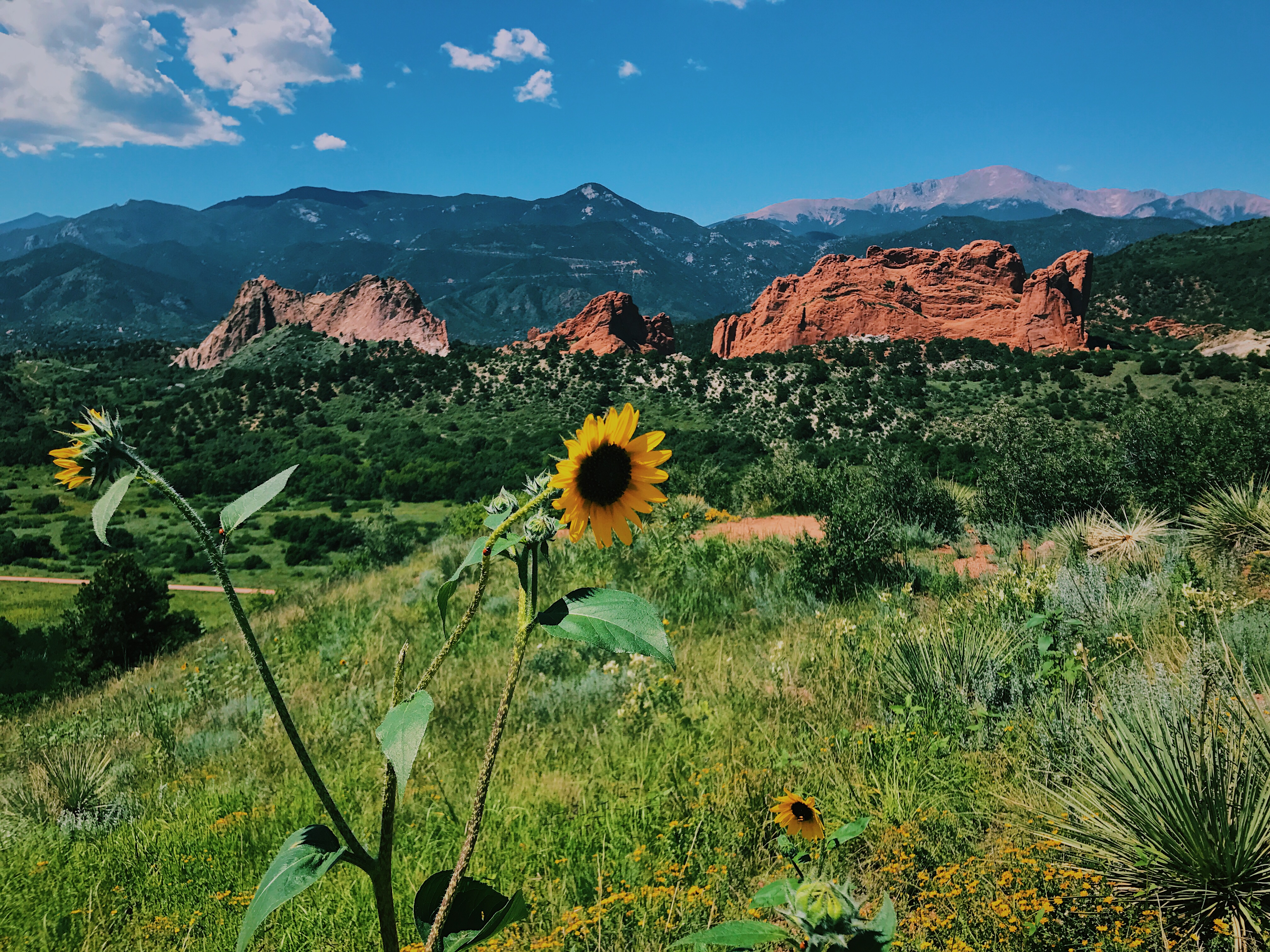 sunflower in front of mountain view
