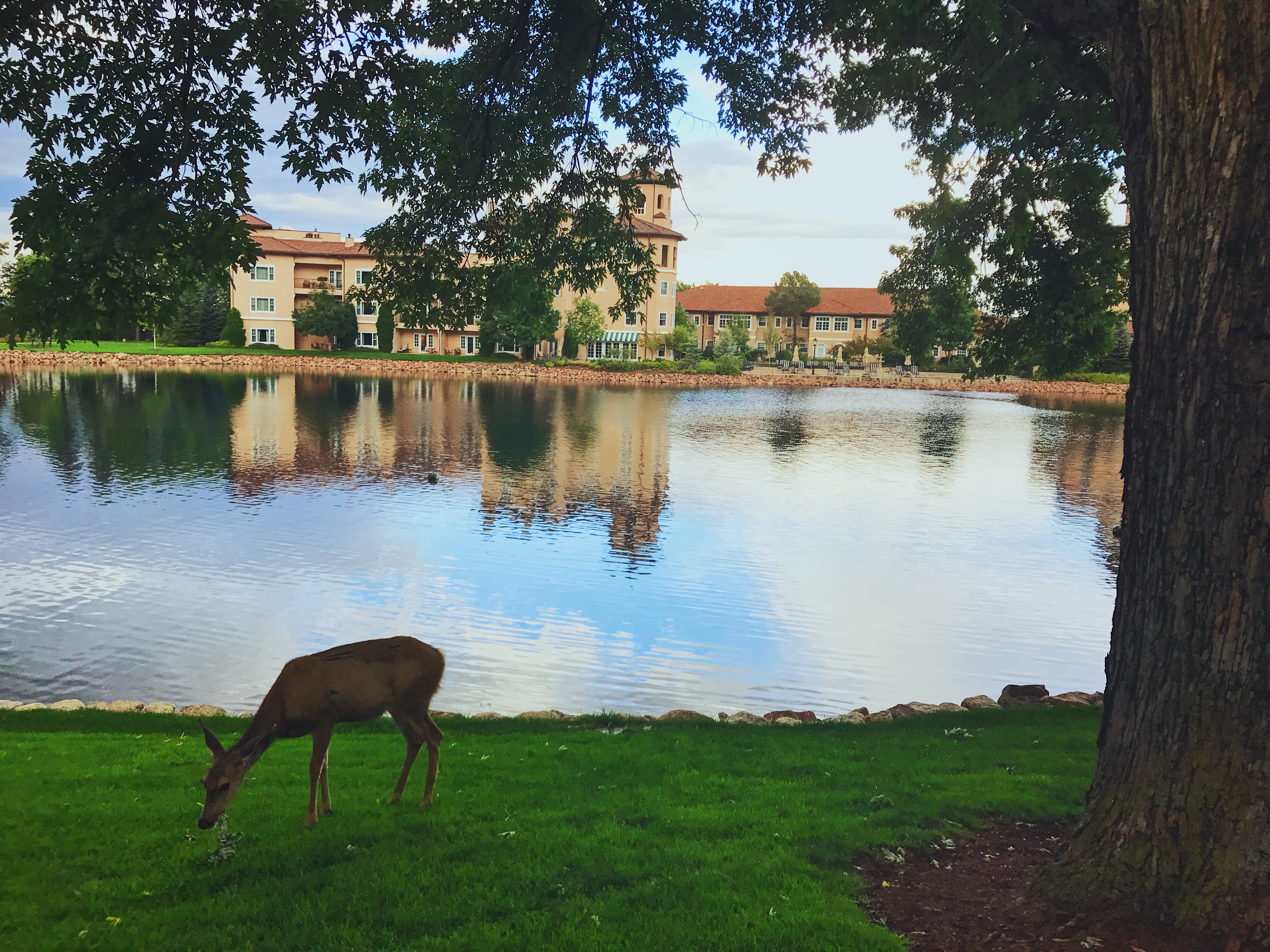 deer in front of a lakeside view of a hotel
