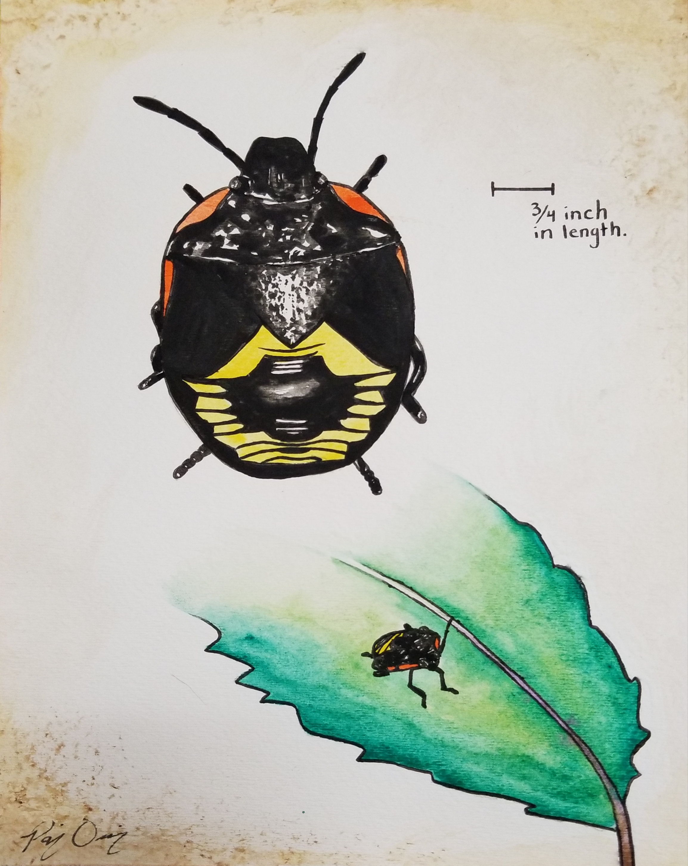 Natural History Illustration