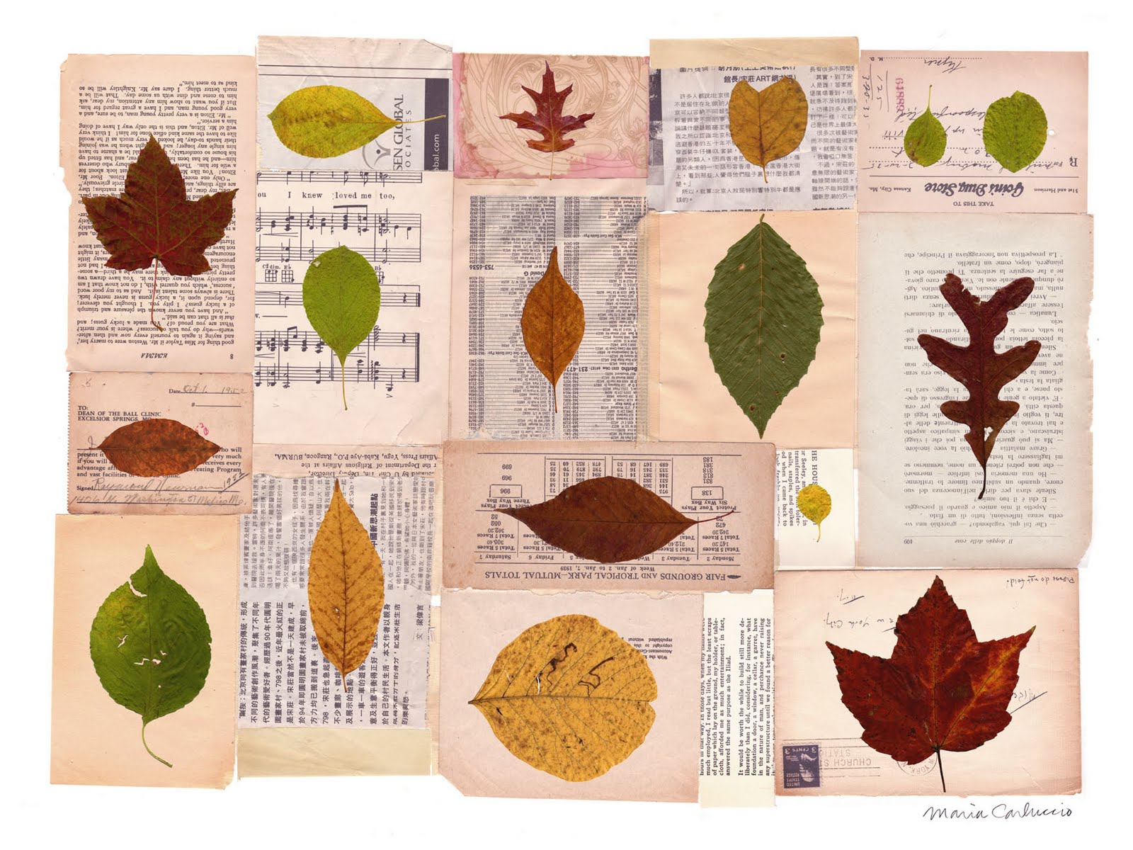 Collected Leaves