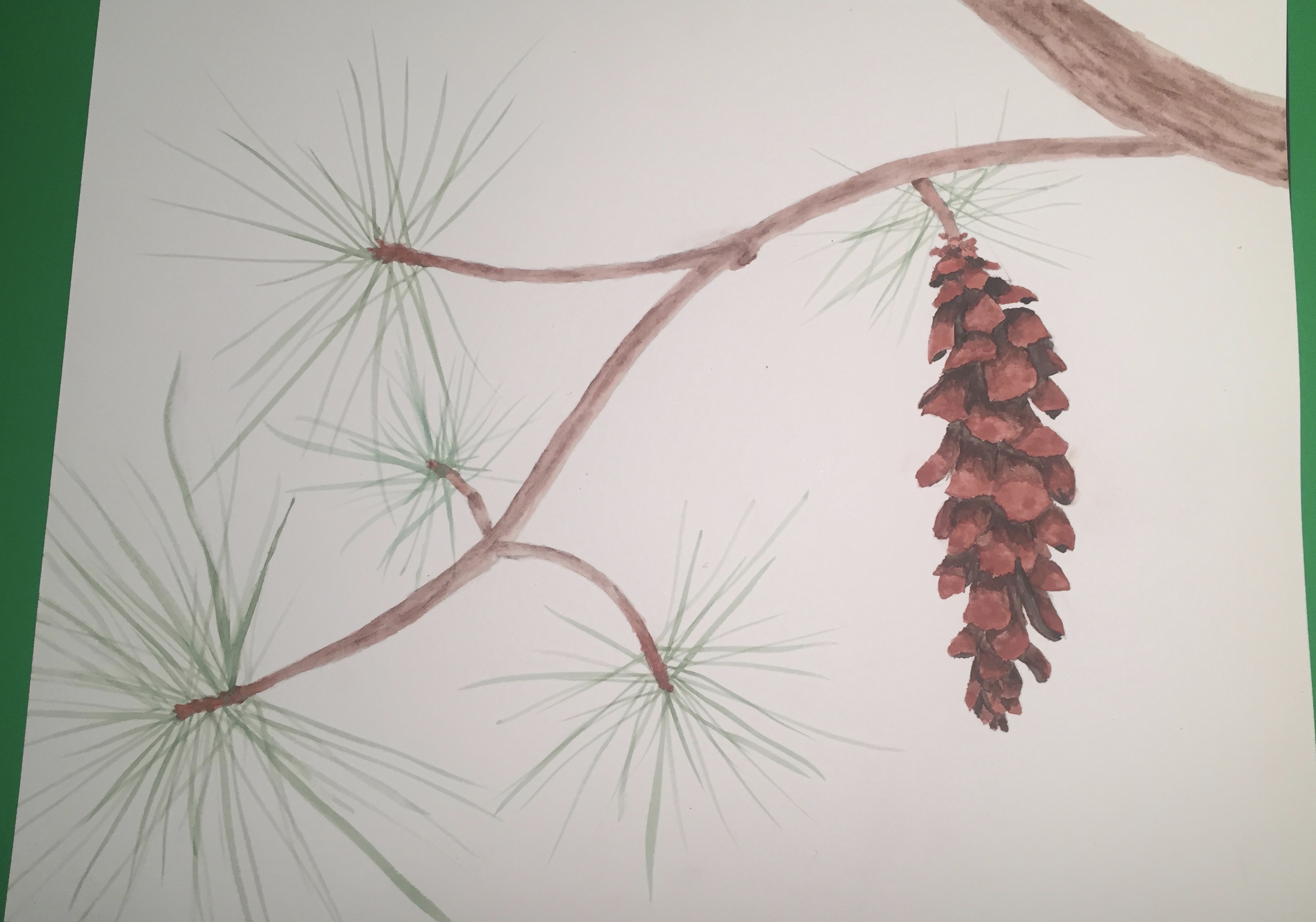 Pinecone water color illustration
