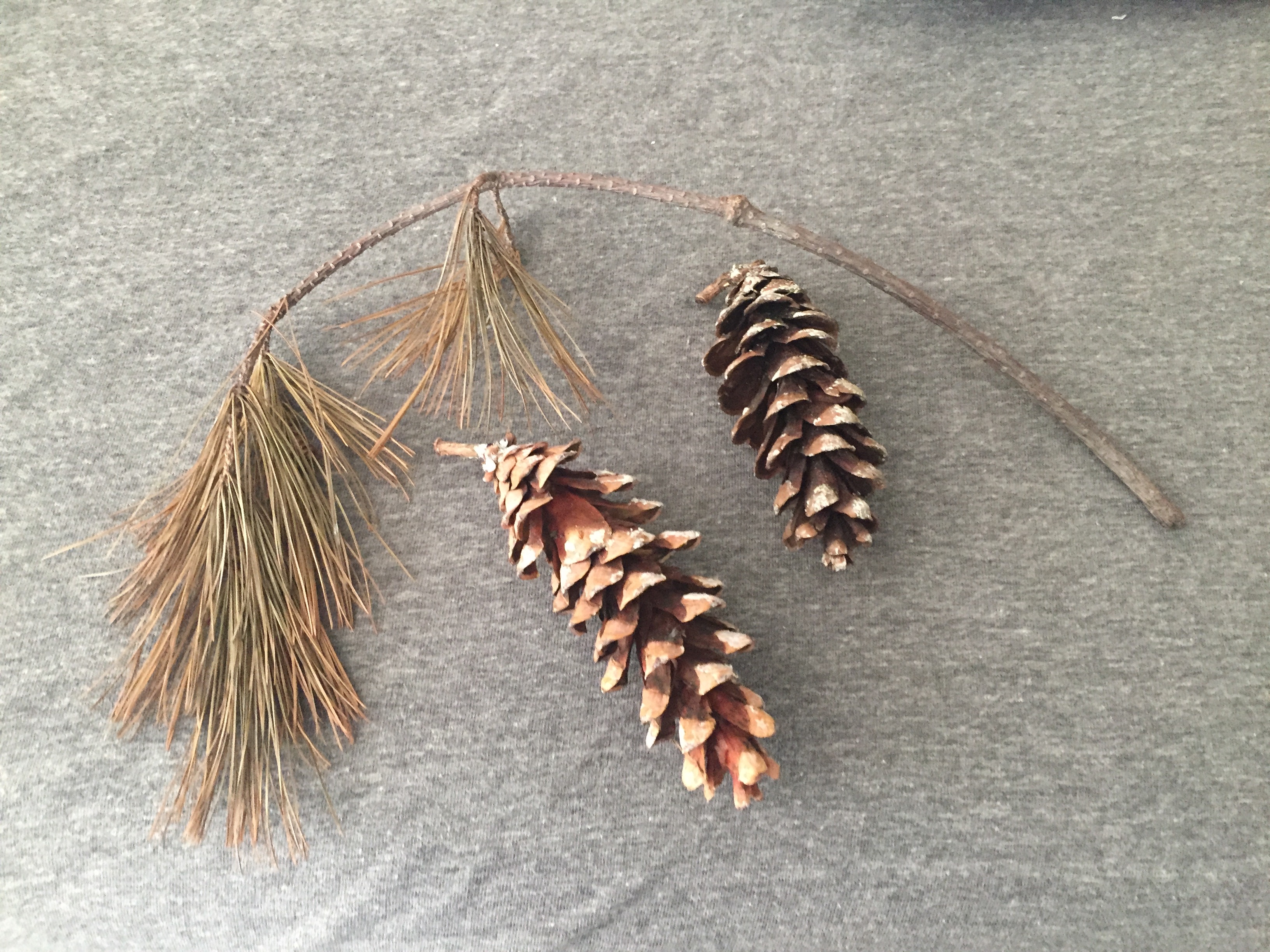 2 pinecones and a pine tree branch