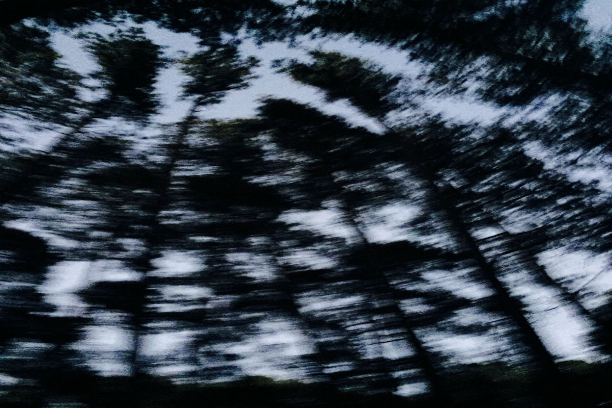 Tree Silhouettes moving