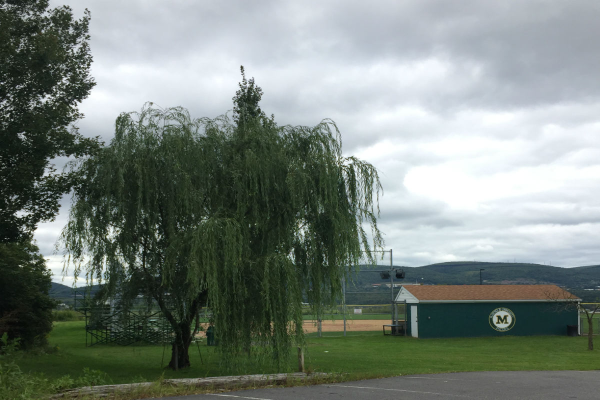 Weeping willow tree next to the dugout