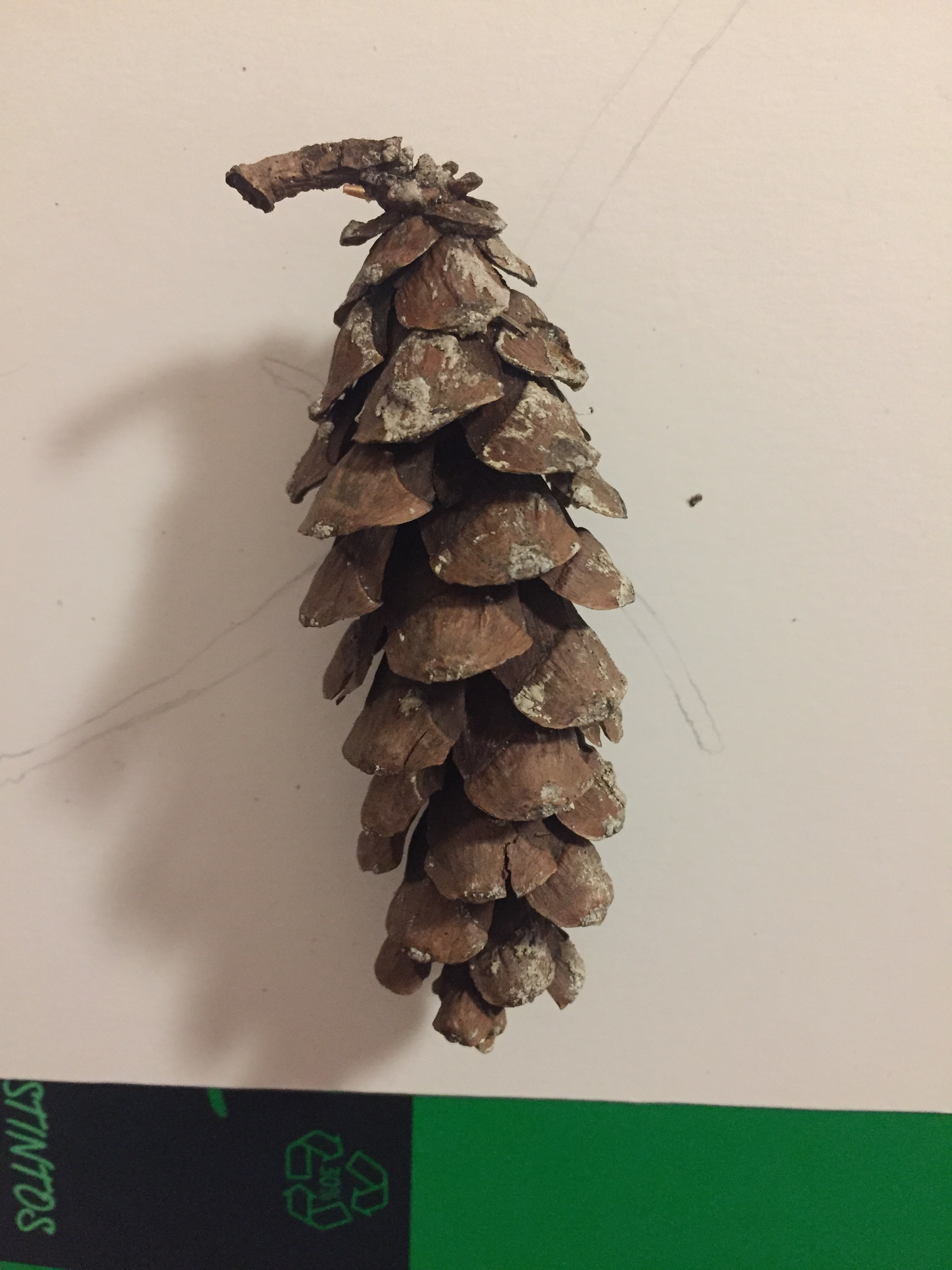 brown pinecone