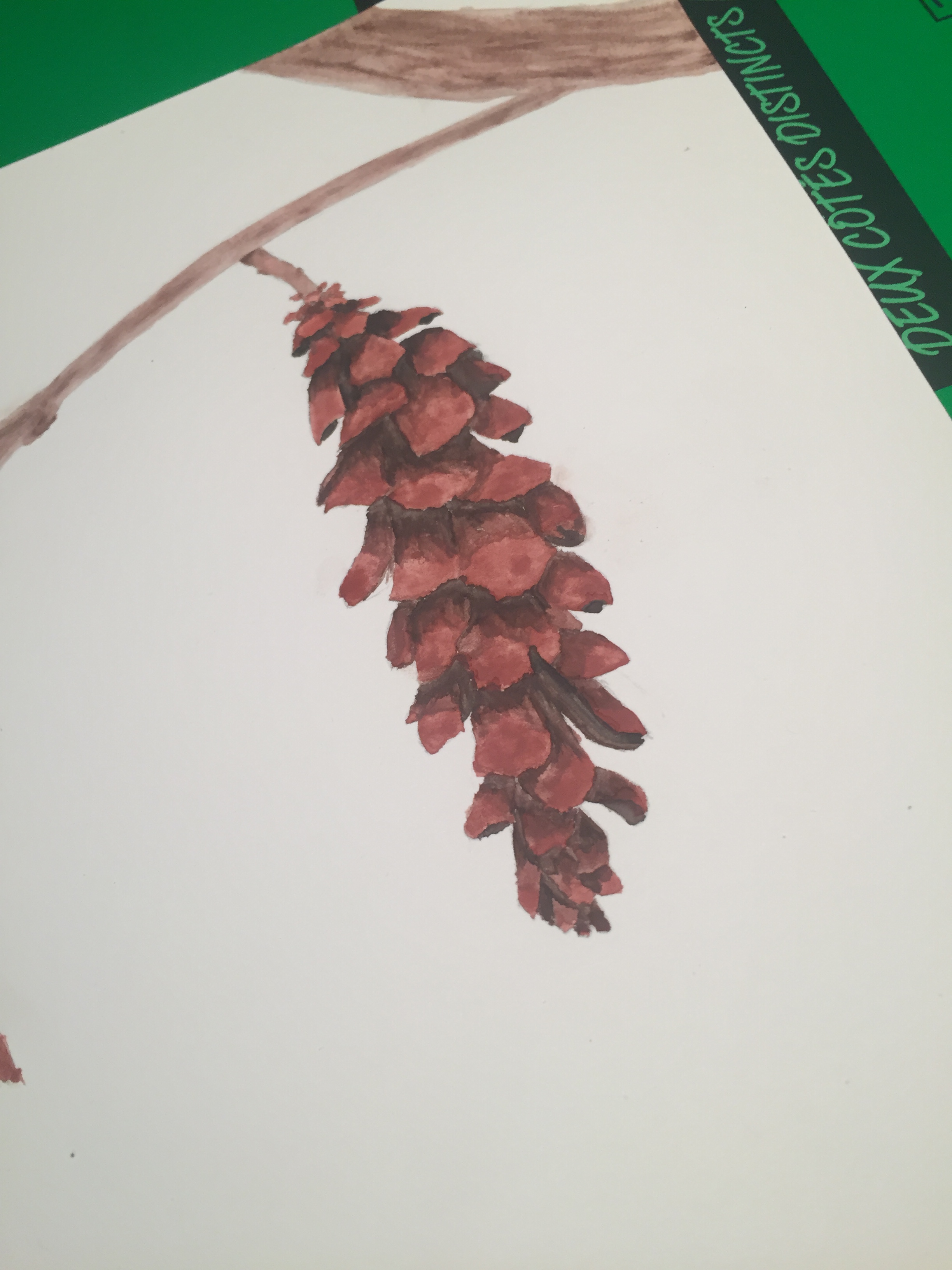 painted pinecone illustration