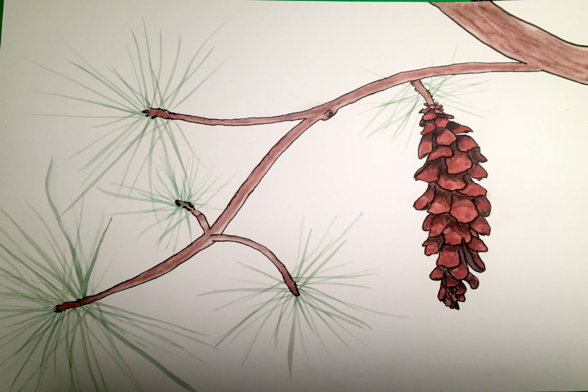 long pines branch with pine cone