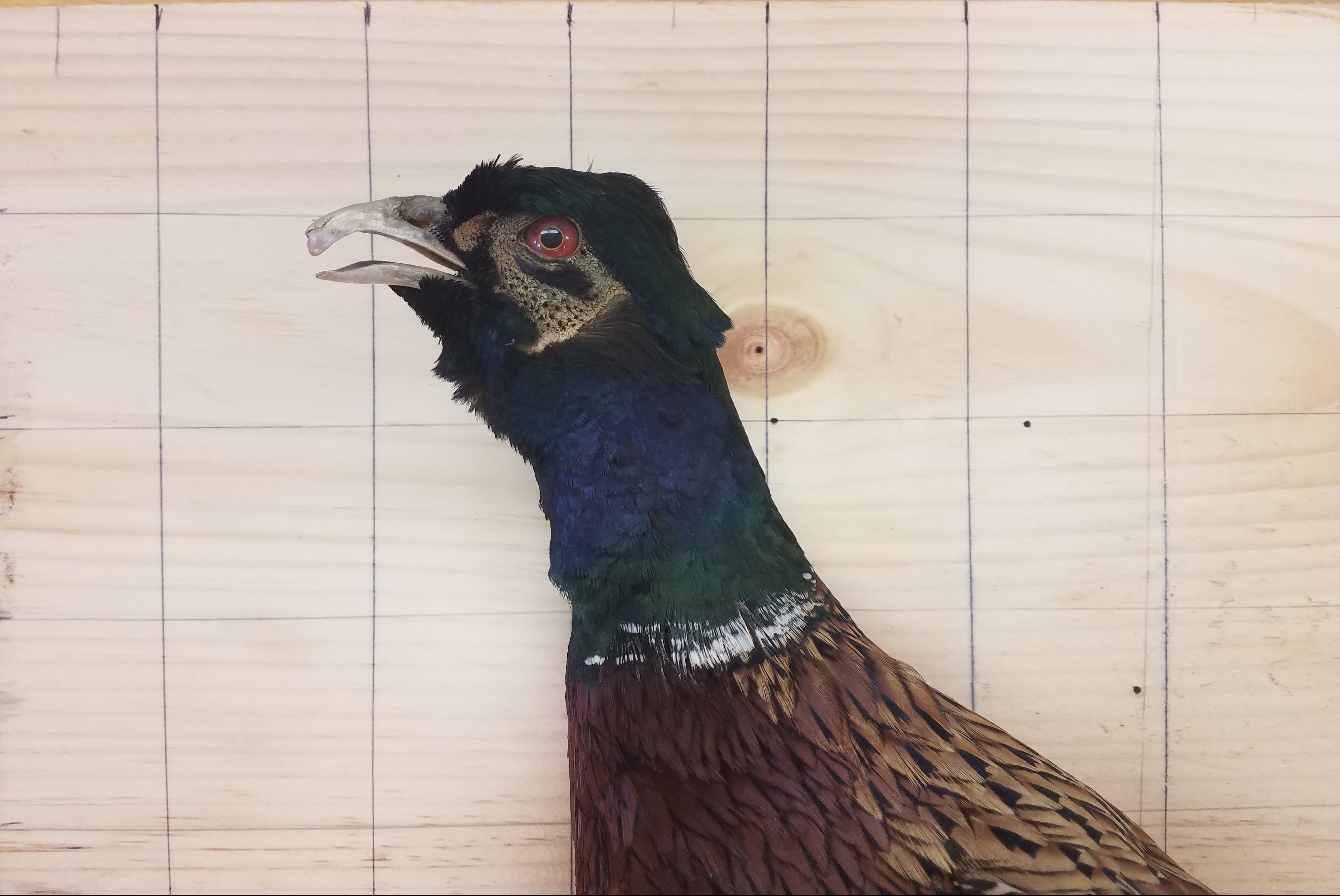 birds face