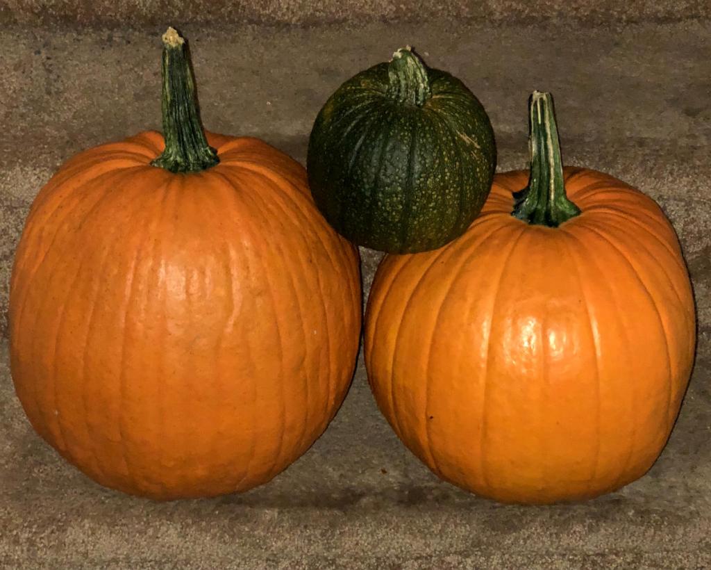 Pumpkins From Patch