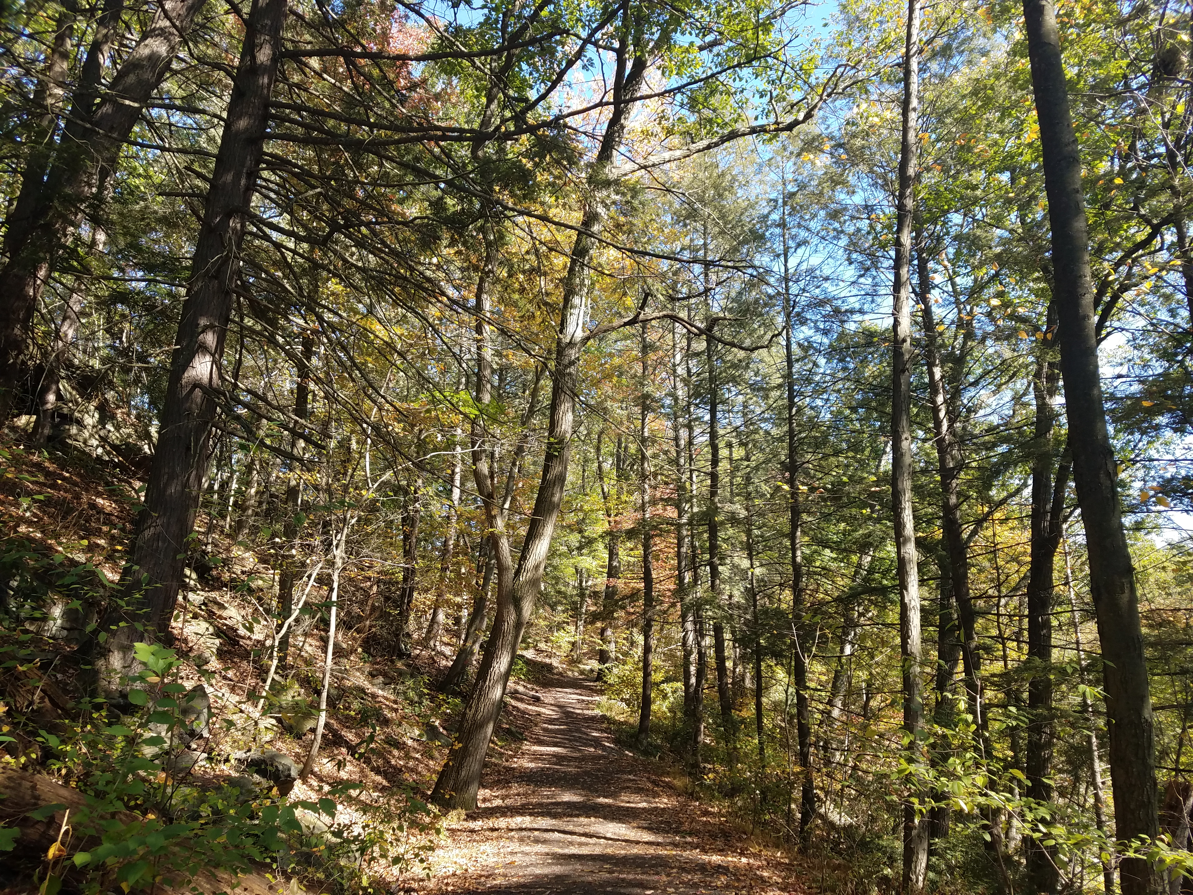 picture in the woods