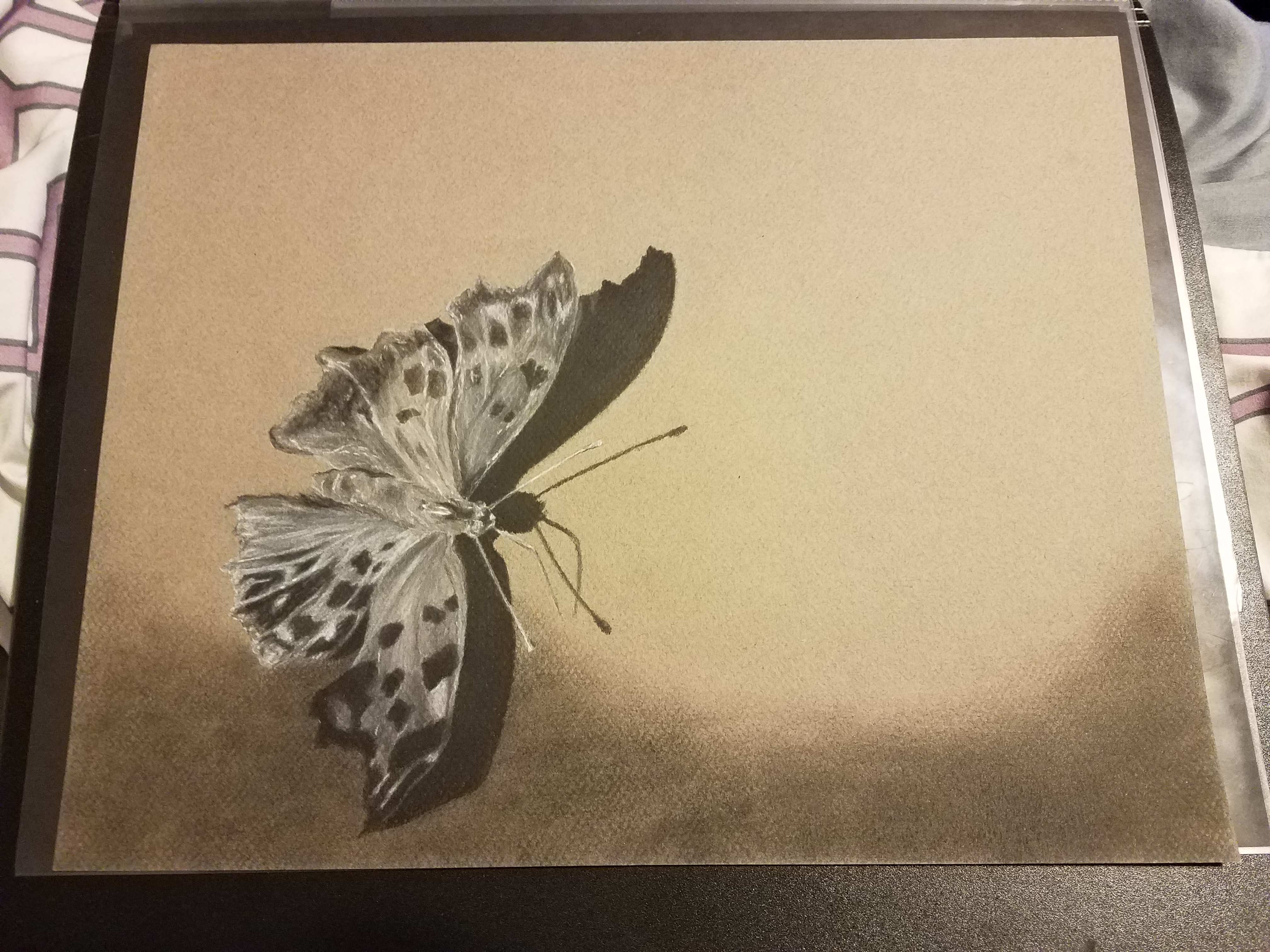 Butterfly drawing