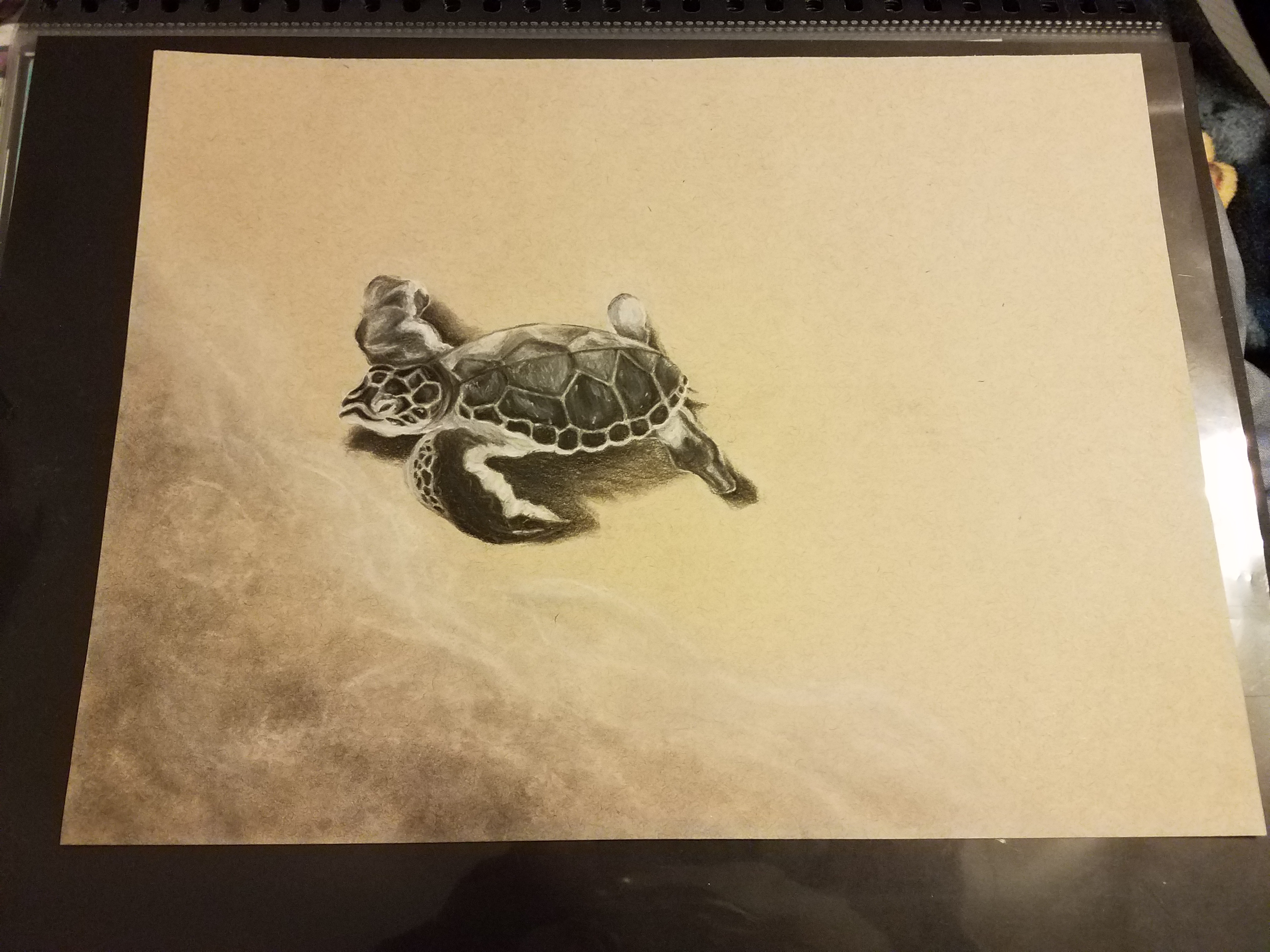 Turtle drawing