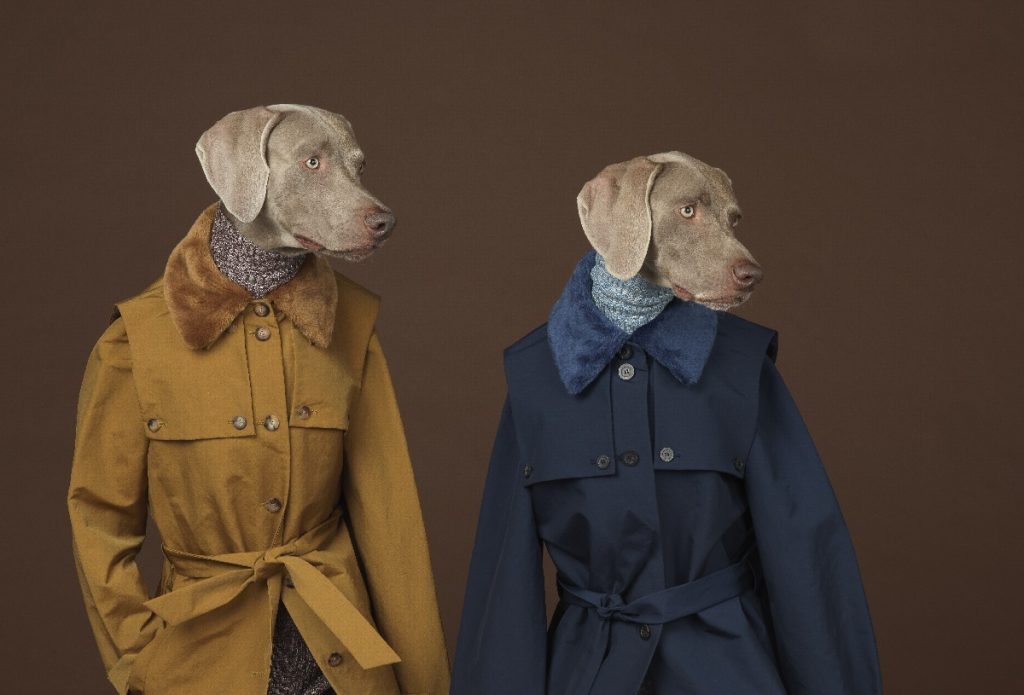Looking Right by William Wegman