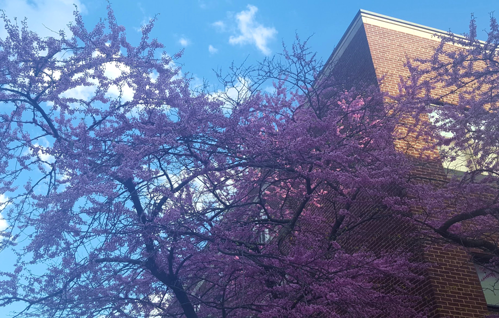 a pink tree. The sky was especially saturated that day