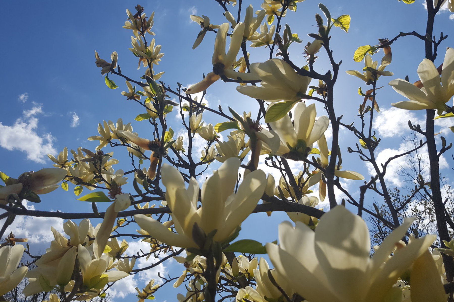 close up of flowers on a tree