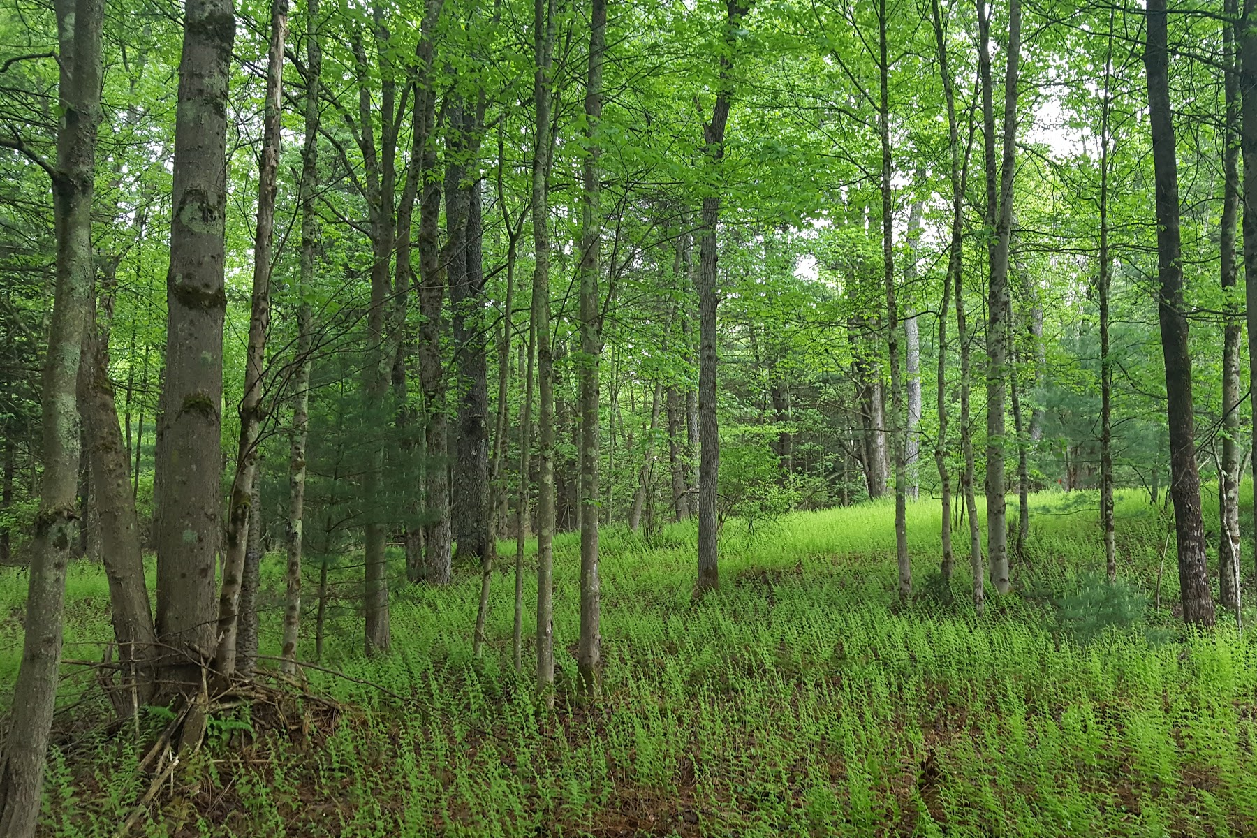 A photo of the woods in Bethel New York