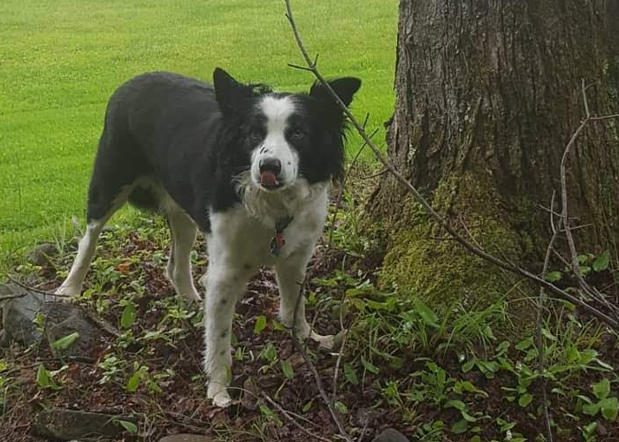 A border collie