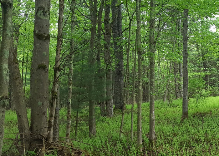 Some woods