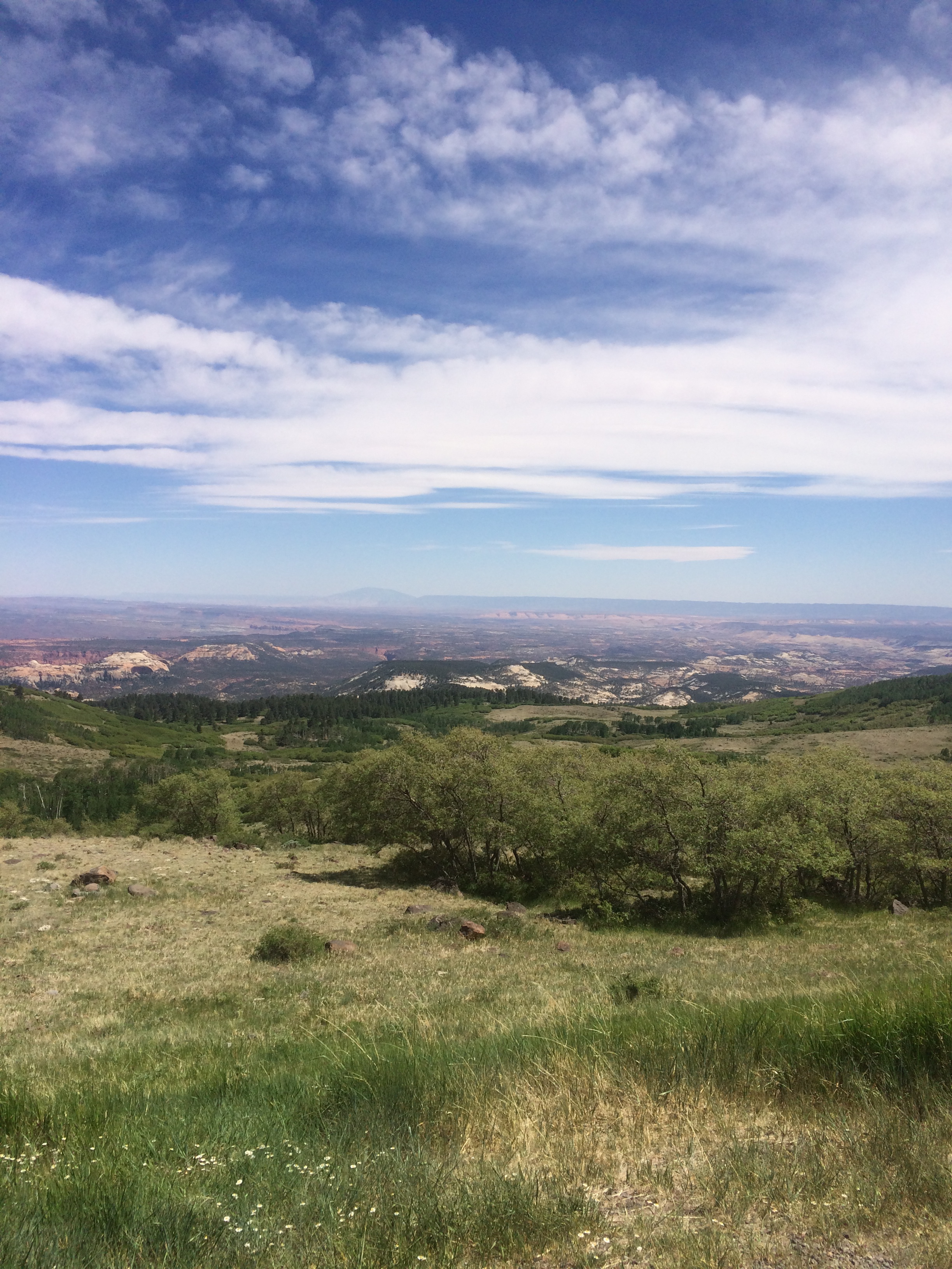 Dixie Forest