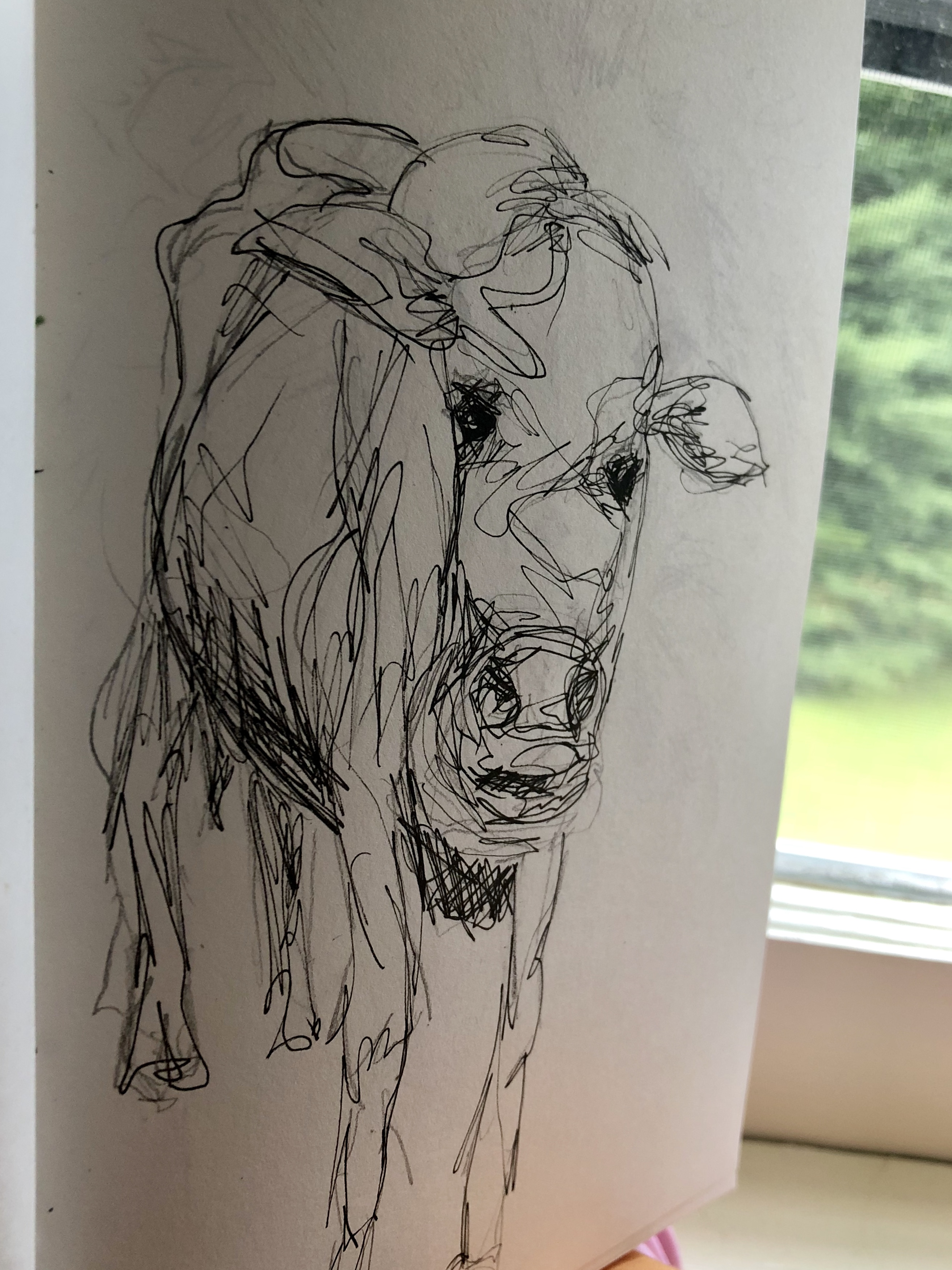 Cow