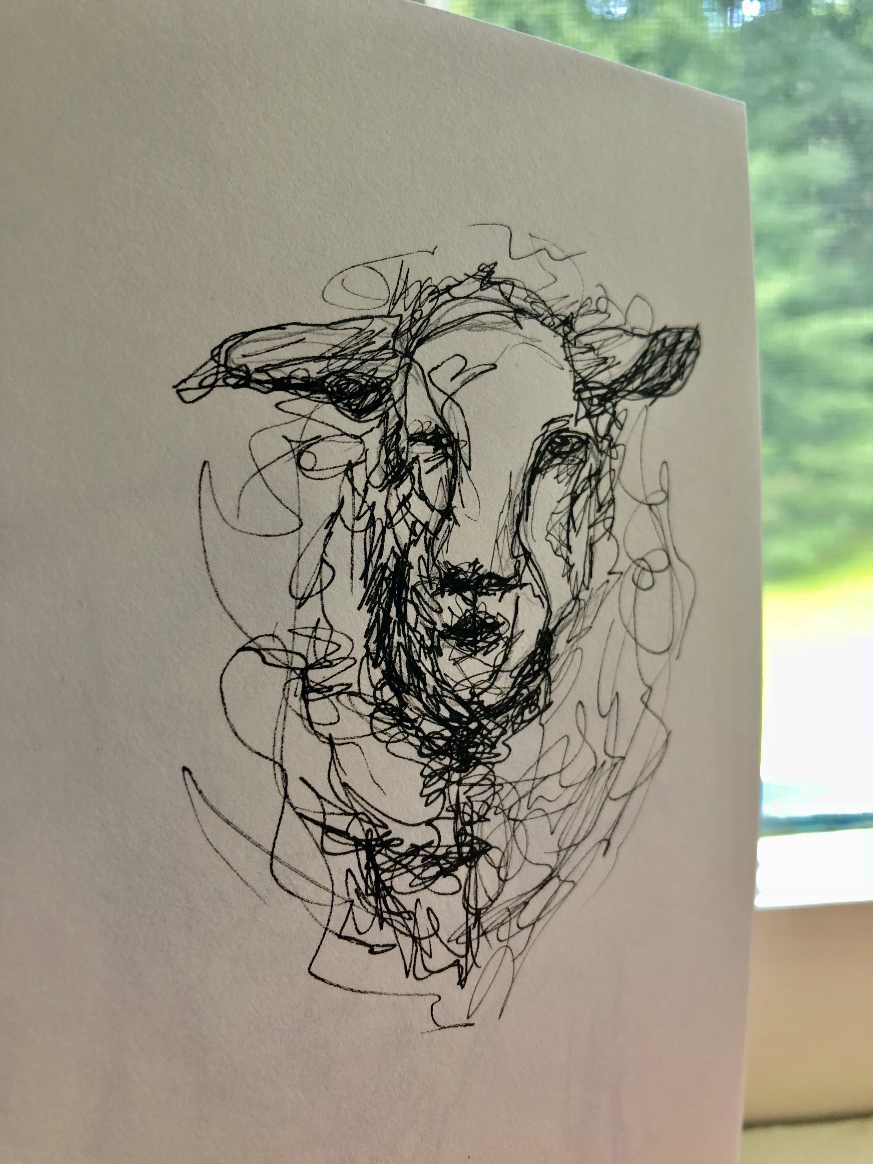 Sheep