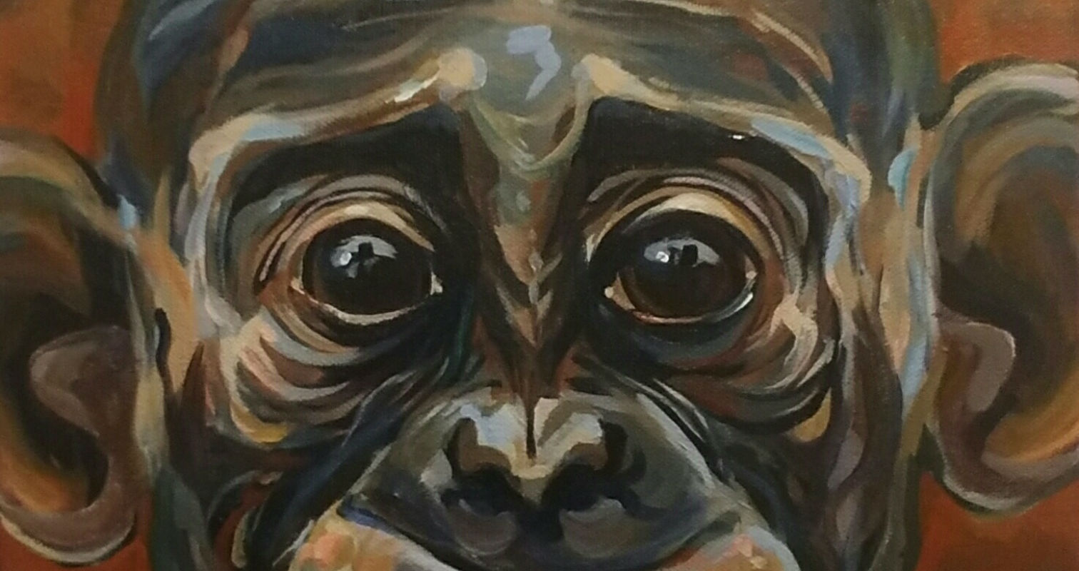 Chimpanzee